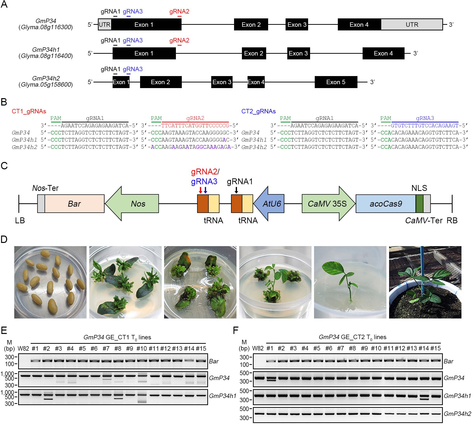 Genomic diagrams and sequences are shown. Panel A displays gene structures with exons and gRNAs marked. Panel B highlights CRISPR target sites and PAM sequences for three genes. Panel C illustrates a construct map with elements like gRNAs, tRNA, AtU6, and Cas9. Panel D presents a series of images showing plant regeneration stages from seeds to young plants in vitro and in pots. Panels E and F show gel electrophoresis results for GmP34 GE_CT1 and GE_CT2 Tâ‚€ lines, displaying bands for Bar, GmP34, GmP34h1, and GmP34h2.