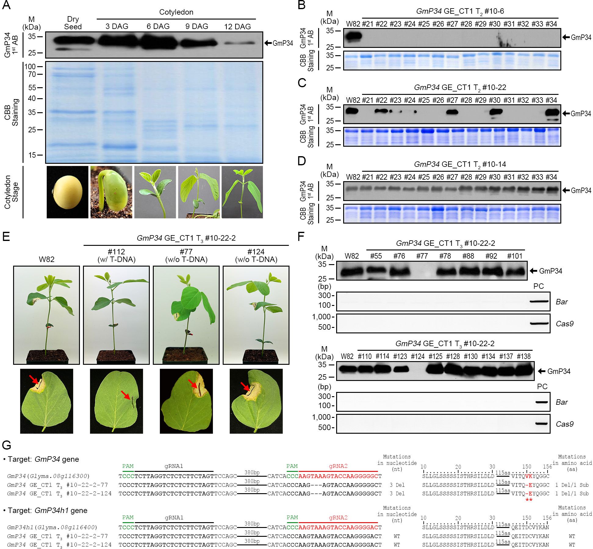 Scientific images showing data related to the expression and impact of the GmP34 gene in various stages of soybean development. Panels A to F display Western blots, gel electrophoresis, and plant phenotypes. Panel G presents sequences and mutations of the GmP34 and GmP34h1 genes, highlighting nucleotide and amino acid changes. Diagram includes descriptive labels for each section with arrows indicating specific features.