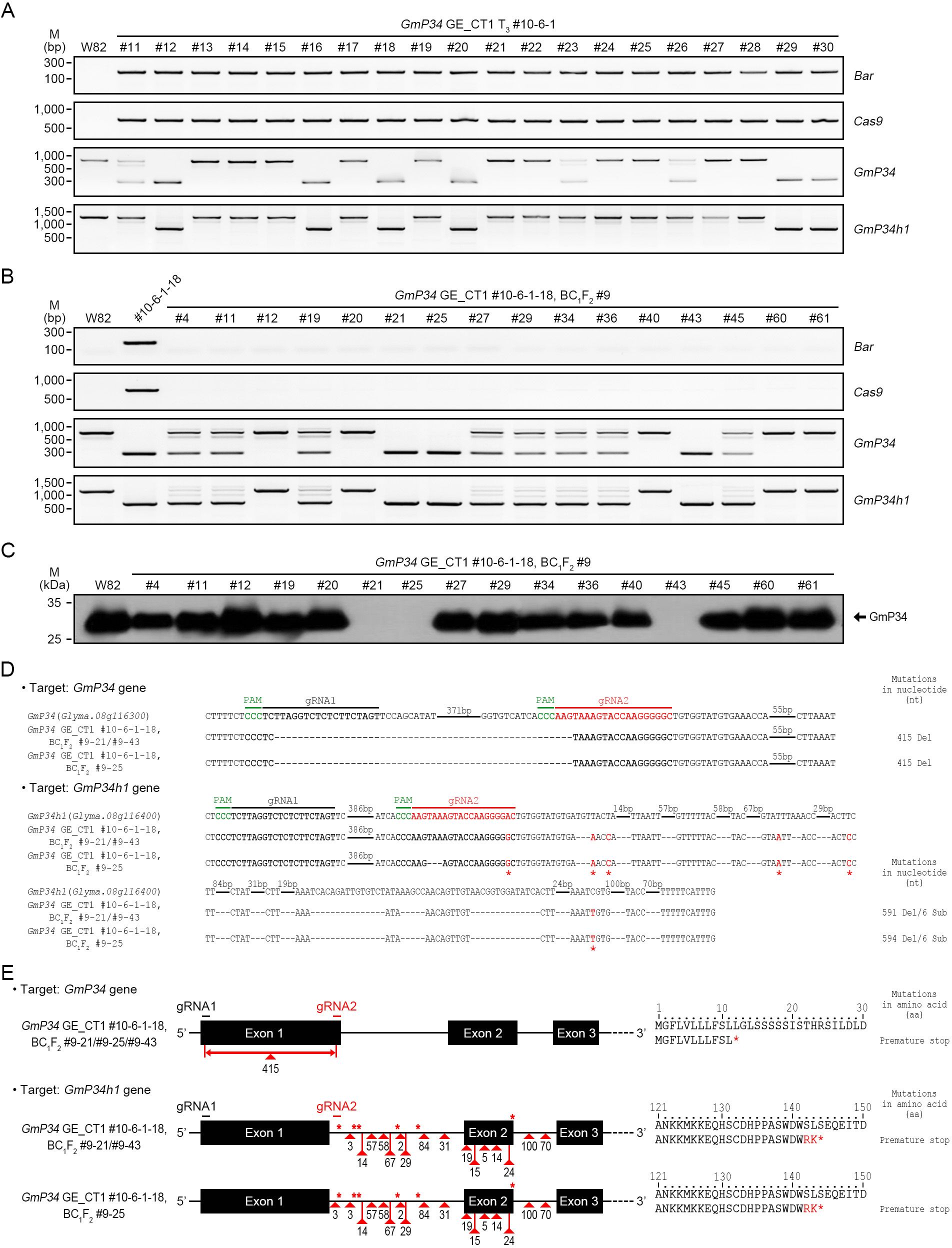 Gel electrophoresis and sequence analysis of gene editing results. Panels A and B display DNA bands for various samples labeled W82 and numbered lanes, indicating presence of Bar, Cas9, GmP34, and GmP34h1 genes. Panel C shows a protein blot with bands for GmP34. Panel D illustrates nucleotide and amino acid sequences highlighting mutations with indications of PAM sites, gRNA1, and gRNA2 regions. Panel E depicts exon structures for GmP34 and GmP34h1 genes with mutations and guide RNA sites annotated on exon diagrams.