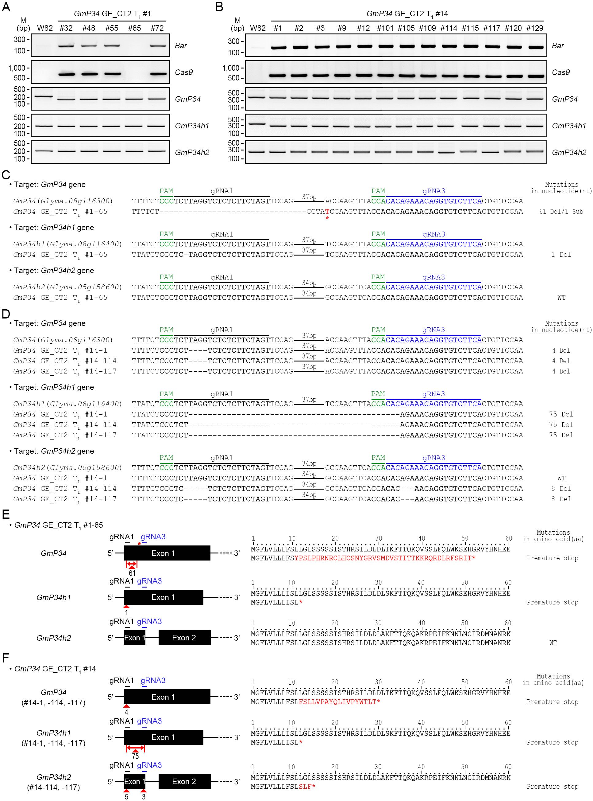 Gel electrophoresis and sequence analysis of GmP34 gene editing in soybeans. Panels A and B show bands for various targets like Bar, Cas9, GmP34, and homologs. Panels C and D display target sequences with gRNA sites, PAM regions, and mutations. Panels E and F illustrate the effects on protein sequences, indicating mutations leading to premature stop codons.
