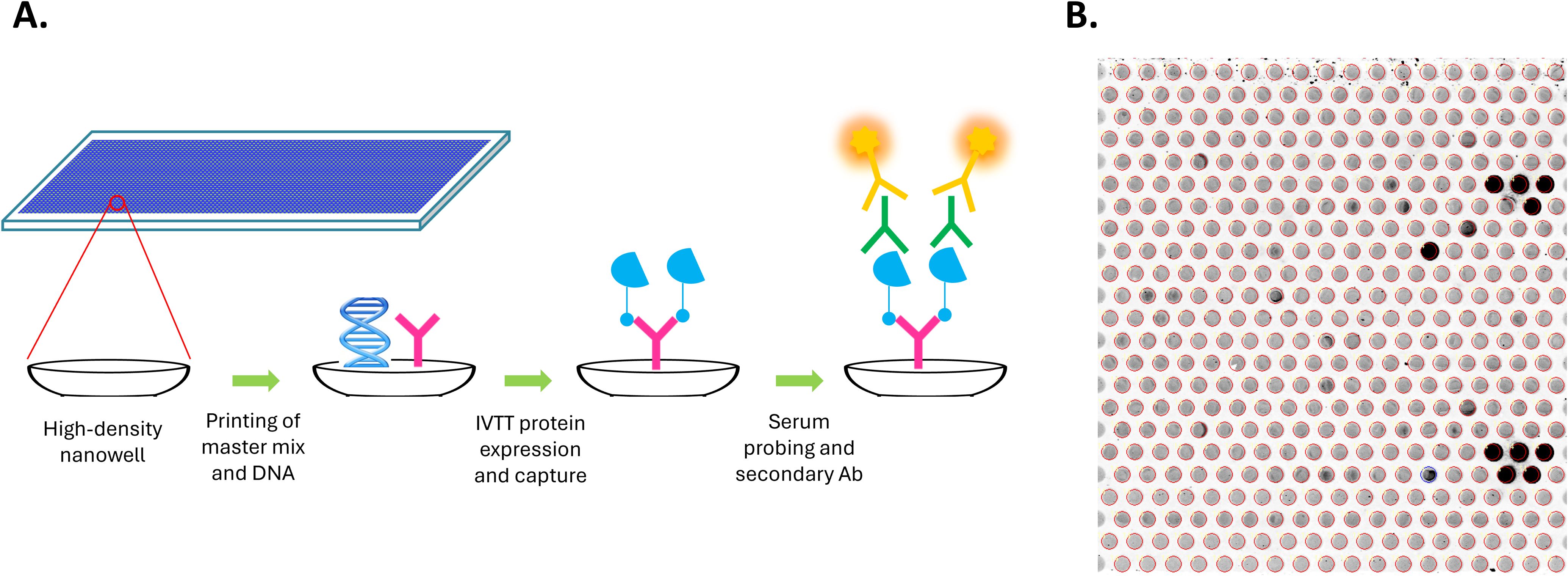 Diagram illustrates a high-density nanowell platform (A) for protein expression. Steps include printing master mix and DNA, protein expression and capture, and serum probing with secondary antibodies. Adjacent image (B) shows a nanowell array with some wells highlighted, indicating different activity levels.