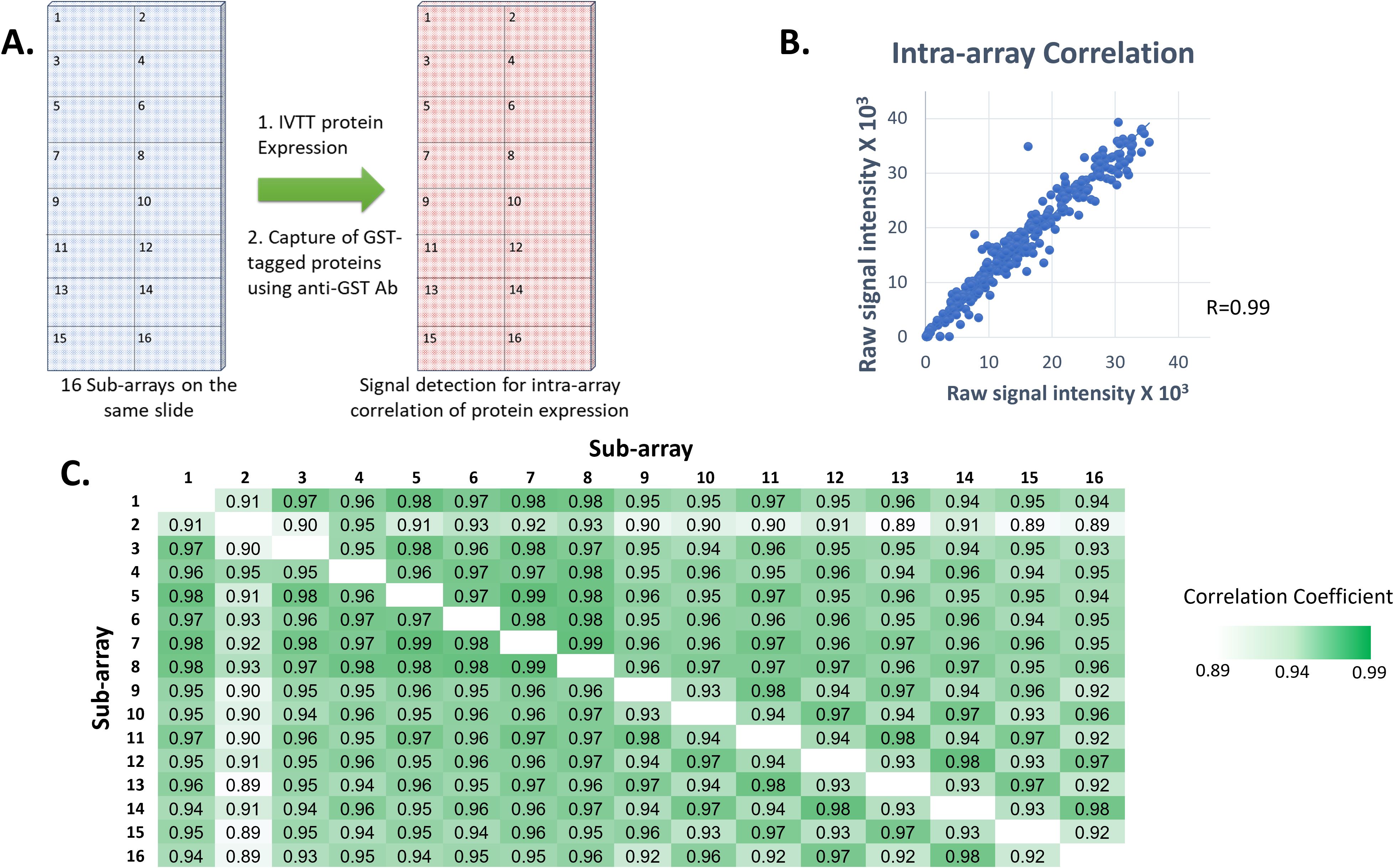 Diagram illustrating protein expression correlation. Panel A shows 16 sub-arrays on a slide for protein capture. Panel B is a scatter plot with an R value of 0.99, depicting strong intra-array correlation. Panel C is a heatmap of correlation coefficients between sub-arrays, ranging from 0.89 to 0.99, with darker shades indicating higher correlations.