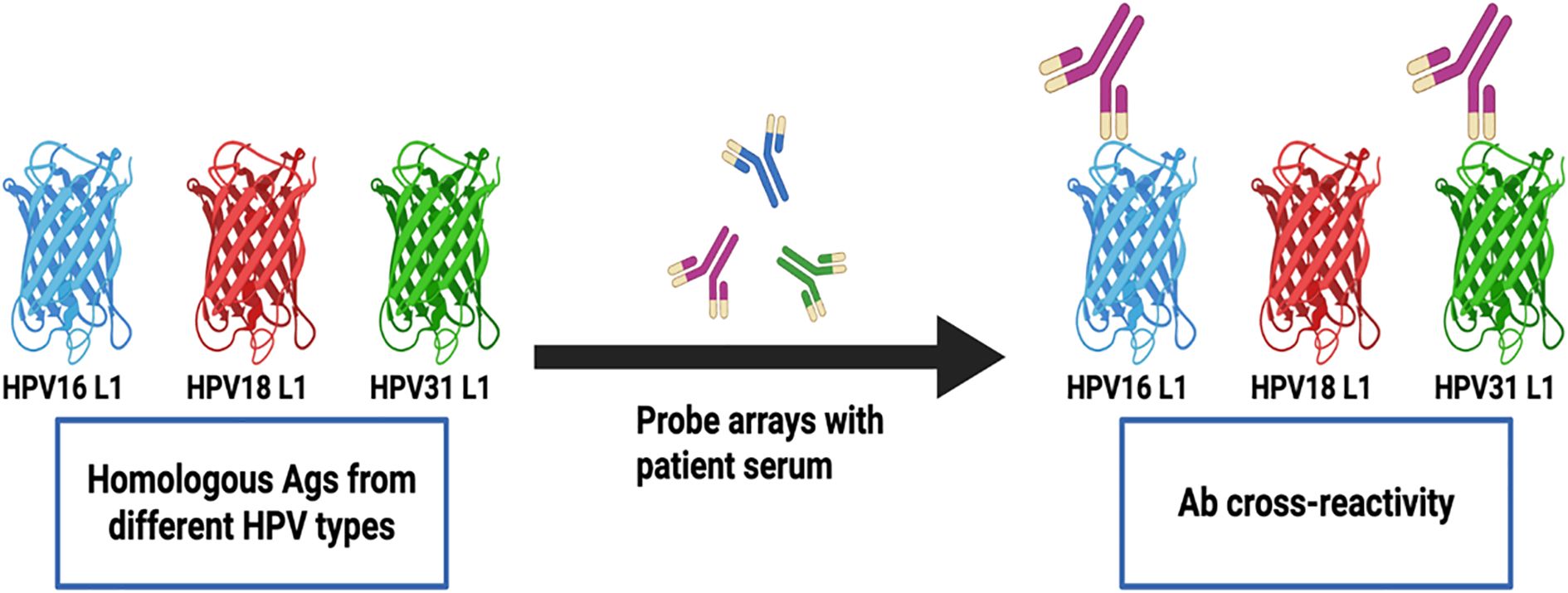 Illustration showing homologous antigens from different HPV types (HPV16 L1, HPV18 L1, HPV31 L1) on the left. An arrow points to the right, indicating probe arrays with patient serum interacting with these antigens. Antibody cross-reactivity is noted, with each HPV type represented by a distinct color: blue for HPV16, red for HPV18, and green for HPV31.