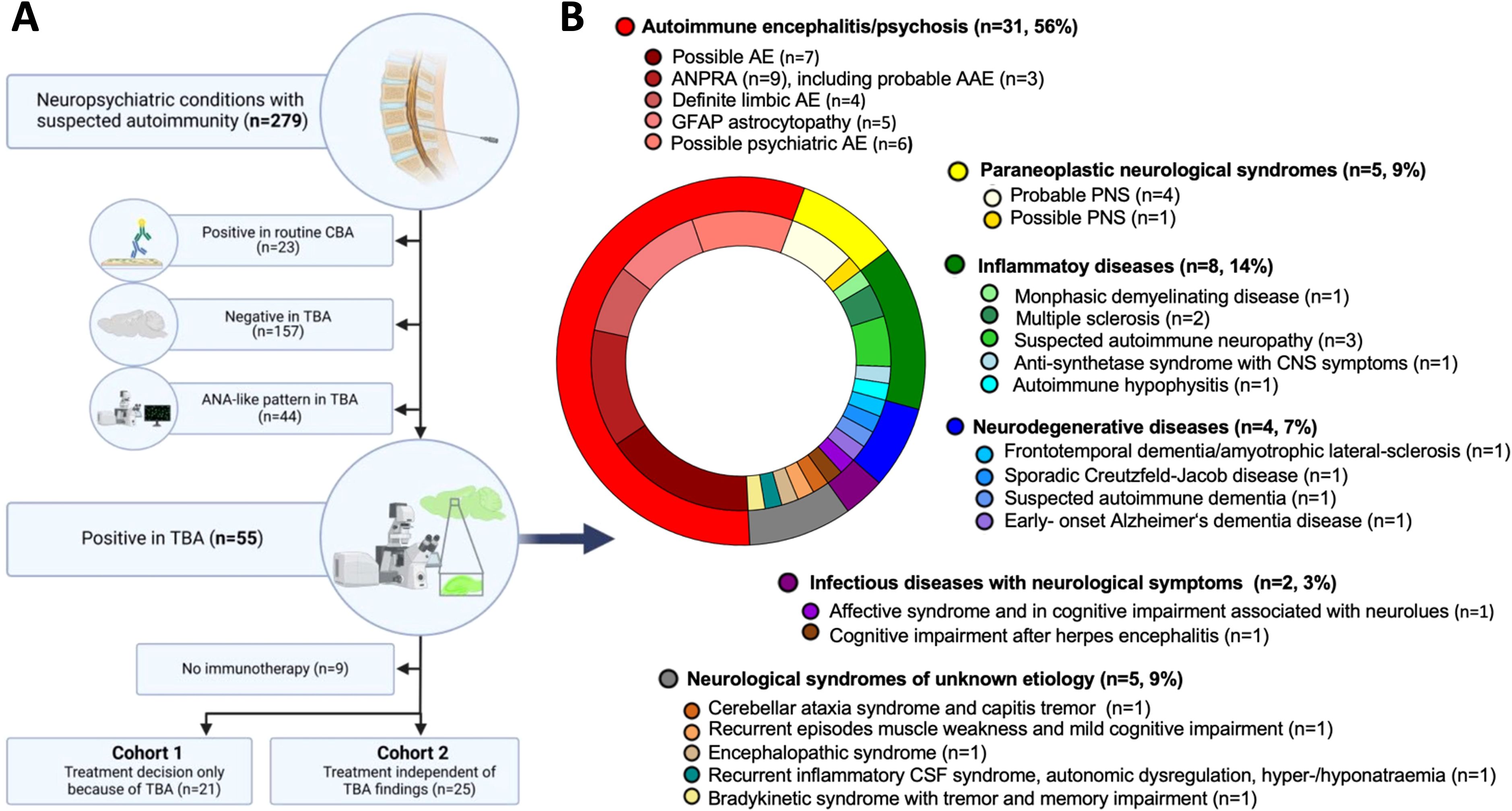 Flowchart and donut chart analyze neuropsychiatric conditions with suspected autoimmunity. Part A details testing outcomes: routine CBA positives, TBA negatives, ANA-like TBA patterns, and TBA positives, leading to distinct treatment cohorts. Part B uses a multicolored donut chart to categorize conditions like autoimmune encephalitis, paraneoplastic syndromes, inflammatory and neurodegenerative diseases, infections with neurological symptoms, and syndromes of unknown etiology, each represented with specific colors and percentages.