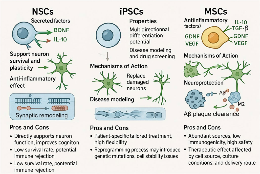 Diagram comparing NSCs, iPSCs, and MSCs. NSCs secrete BDNF and IL-10, supporting neuron survival and synaptic remodeling. iPSCs offer multidirectional differentiation, replacing damaged neurons, and modeling diseases. MSCs secrete IL-10, TGF-β, GDNF, VEGF, offering neuroprotection and Aβ plaque clearance. Pros and cons detail implications like immune rejection for NSCs, flexibility for iPSCs, and safety for MSCs.