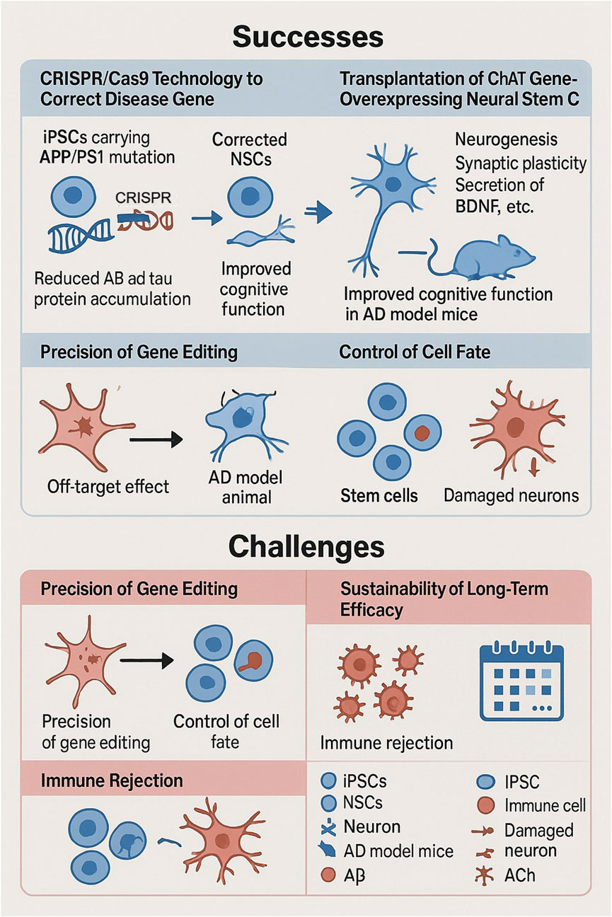 Diagram comparing successes and challenges in neural stem cell research. Successes include CRISPR/Cas9 gene correction and ChAT gene transplantation, improving cognitive functions in AD mice. Challenges involve precision of gene editing and sustainable efficacy, highlighting immune rejection issues. Various cell types and effects are illustrated with icons.