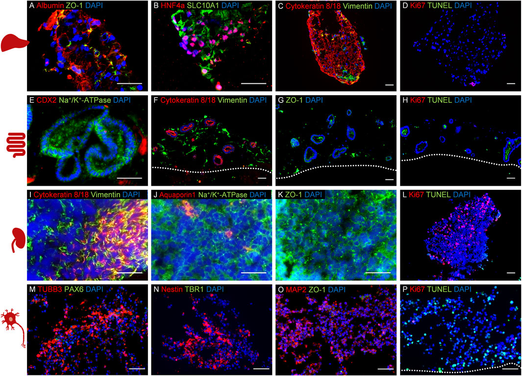 Fluorescent micrographs show different markers in various tissues. Panels A-P depict liver, intestine, kidney, and neural cell markers stained with different antibodies such as Albumin, HNF4a, Cytokeratin, CDX2, Aquaporin, and Nestin. DAPI, a DNA stain, highlights cell nuclei. Colors indicate different markers: red, green, blue, and magenta, delineating cellular structures and regions with various expressions and activities. Panel labels identify distinct experimental focuses within each frame.