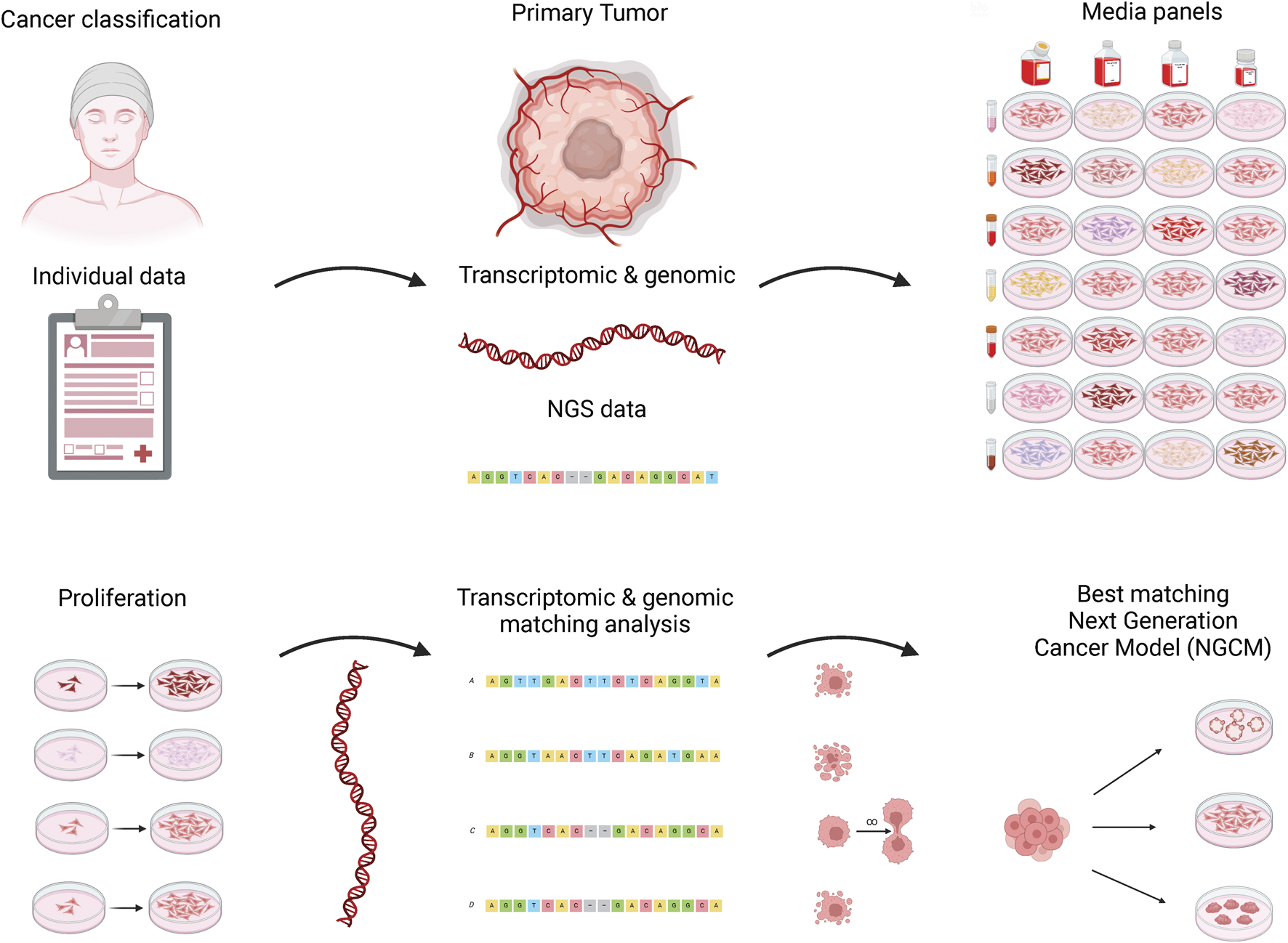 Diagram illustrating a cancer research process. It begins with cancer classification and individual data collection, moving to the primary tumor's transcriptomic and genomic analysis using NGS data. Media panels show various samples. Proliferation depicts cell growth. Transcriptomic and genomic matching analysis is demonstrated, leading to the best matching Next Generation Cancer Model (NGCM). Arrows indicate process flow.