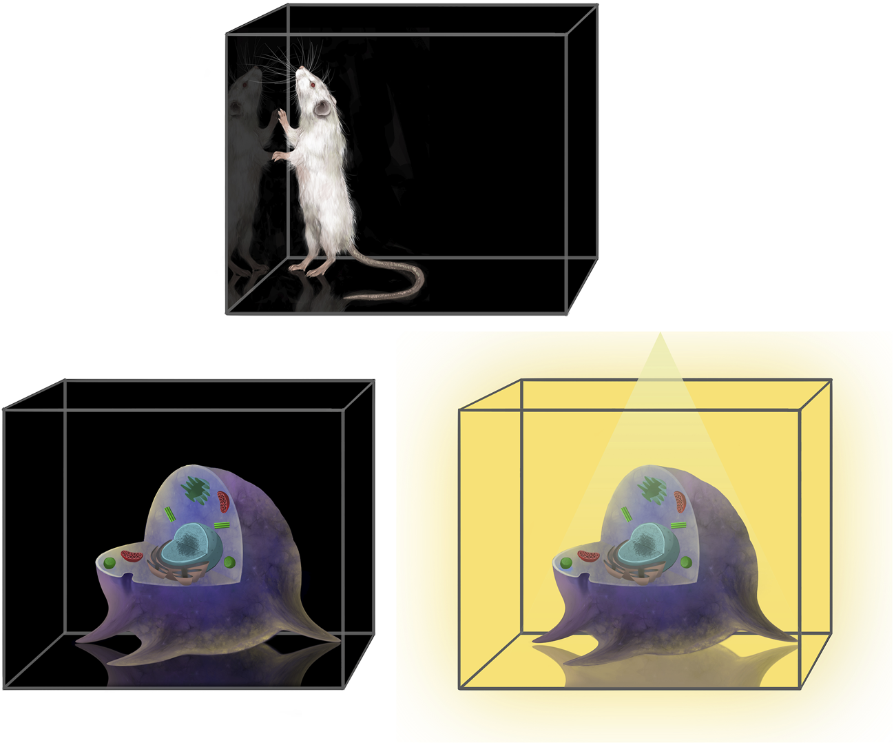 A collage with three sections. Top: a white rat stands on its hind legs inside a dark glass box. Bottom left: a cellular structure within a dark box, displaying internal organelles. Bottom right: the same cellular structure in a transparent yellow-lit box, highlighting details.