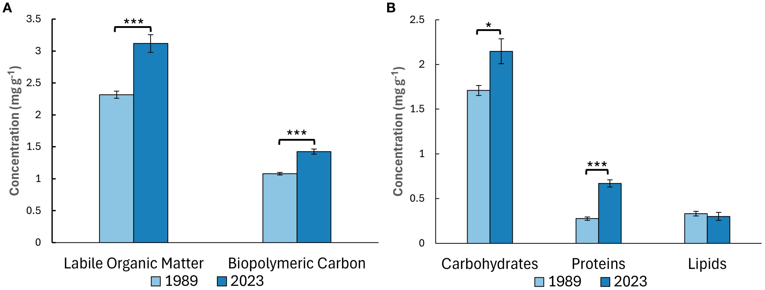 Bar charts comparing concentrations (mg/g) of Labile Organic Matter (LOM) and Biopolymeric Carbon (BPC) (A), Carbohydrates, Proteins, and Lipids (B) from 1989 to 2023. Labile Organic Matter and Biopolymeric Carbon show higher concentrations in 2023. Carbohydrates and Proteins also have increased concentrations in 2023, though Carbohydrates have a smaller increase. Lipids remain unchanged. Asterisks indicate statistical significance.