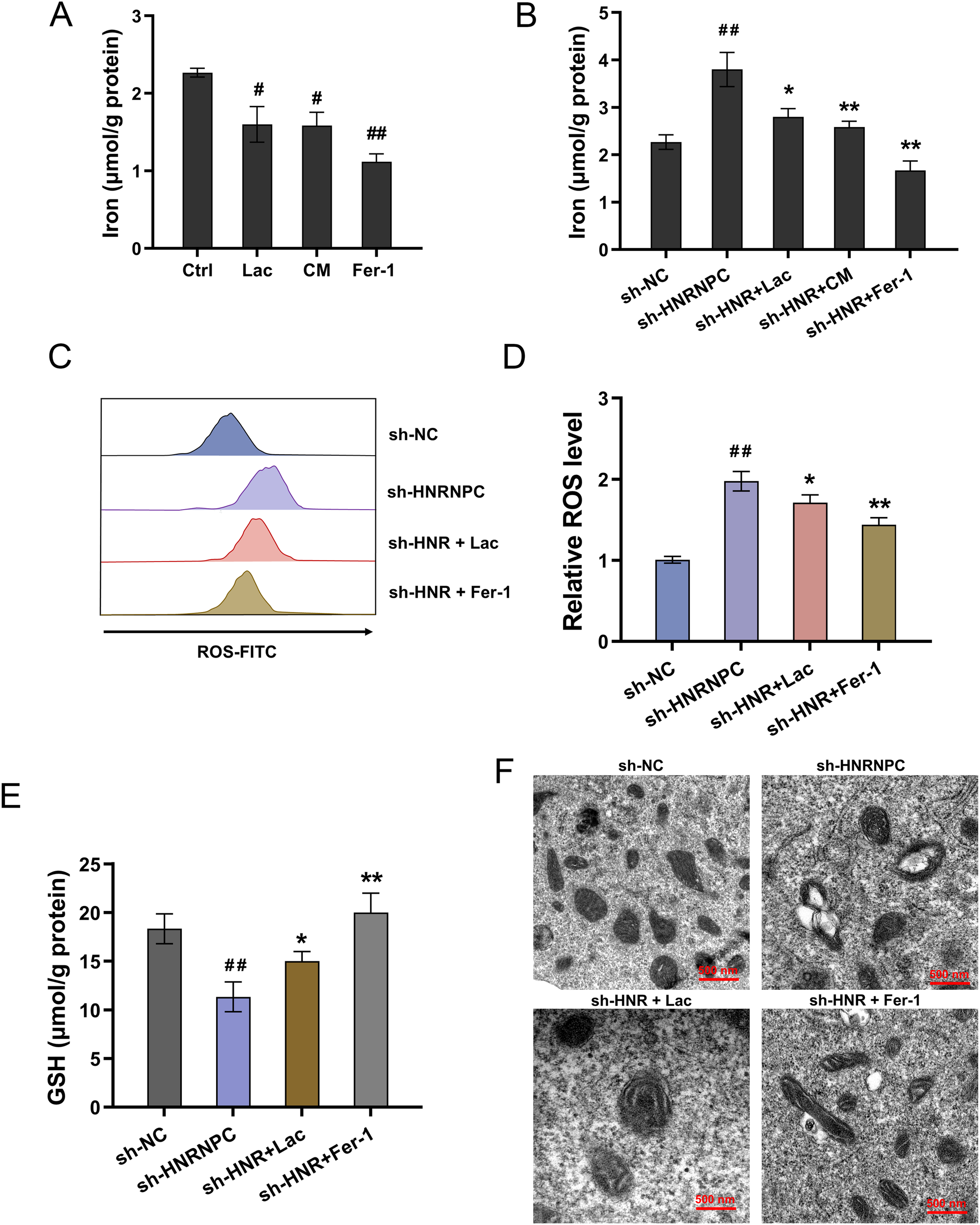 Bar graphs and histograms show iron levels, reactive oxygen species (ROS), and glutathione (GSH) across various treatments (Ctrl, Lac, CM, Fer-1, sh-NC, sh-HNRNPC, sh-HNR+Lac, sh-HNR+CM, sh-HNR+Fer-1). Significance is marked by symbols. Electron micrographs depict cellular structures under different treatments with scale bars.