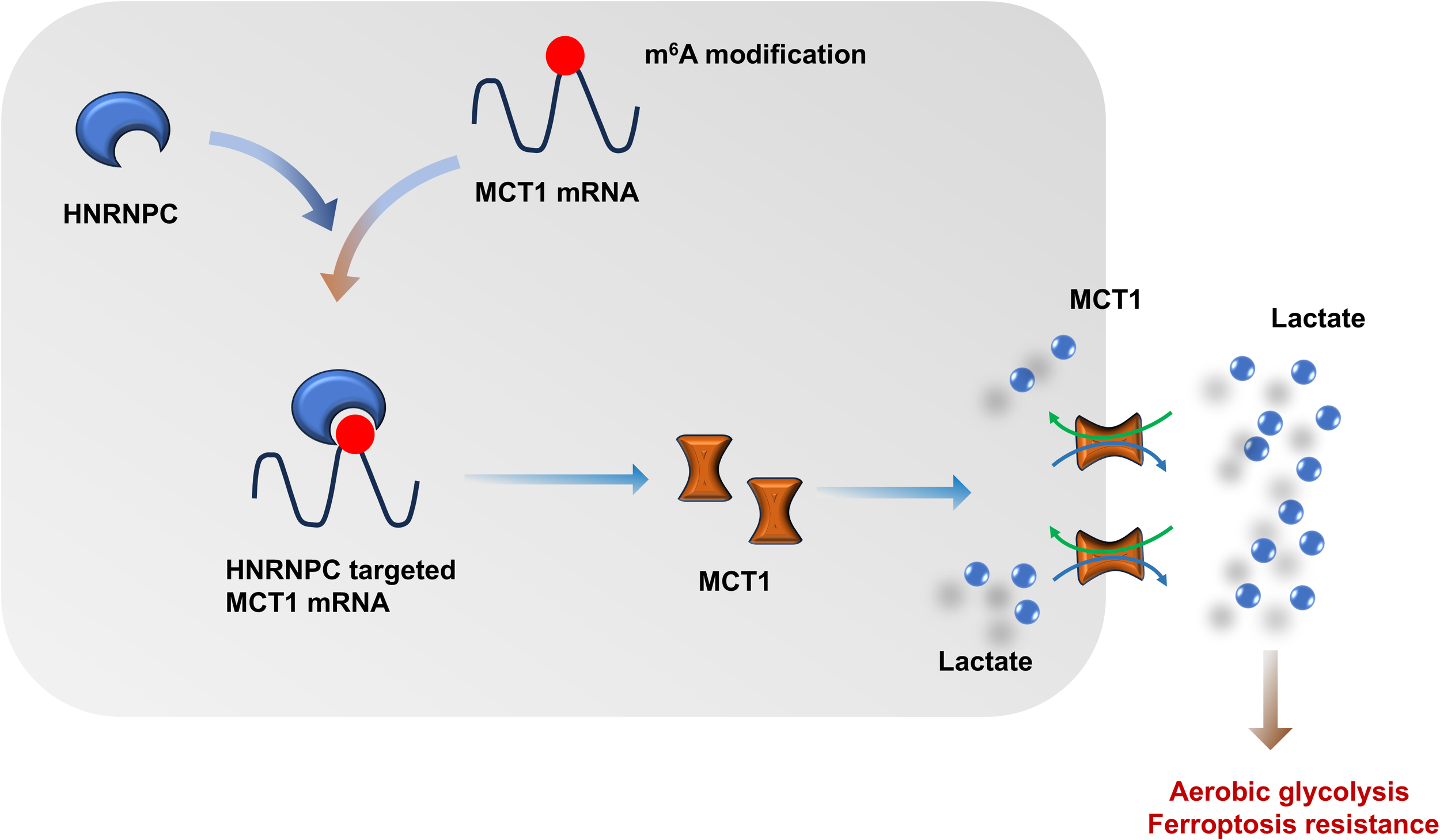 Diagram illustrating the process of HNRNPC targeting MCT1 mRNA, shown with m⁶A modification, leading to the production of MCT1 proteins. These facilitate lactate transport, promoting aerobic glycolysis and ferroptosis resistance.