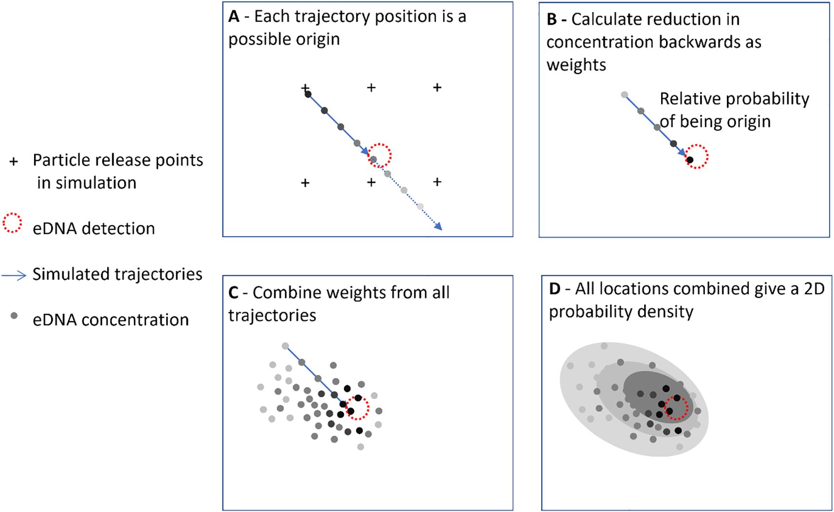 Diagram showing a four-step process for determining probable origins of eDNA using particle trajectories. Panel A: Each trajectory position is considered a possible origin, marked by a line of gray dots progressing to lighter shades. Panel B: Reduction in concentration is calculated as weights, with a red dotted circle indicating eDNA detection. Panel C: Weights from all trajectories are combined, depicting eDNA concentrations as gray dots. Panel D: Combined locations provide a two-dimensional probability density, shown as overlapping shaded ellipses around the detection point. Legend explains symbols for particle release points, eDNA detection, and simulated trajectories.