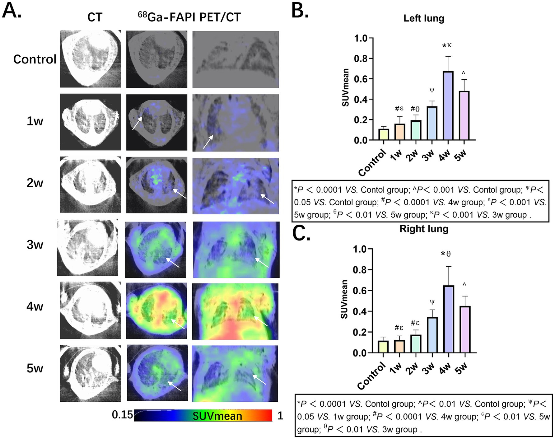Panel A shows CT and ^68Ga-FAPI PET/CT images of lungs over five weeks, highlighting areas of tracer uptake with arrows. Panel B is a bar graph comparing SUVmean of the left lung, showing significant increases over time. Panel C presents a bar graph for the right lung with similar trends. Statistical significance is denoted by symbols.