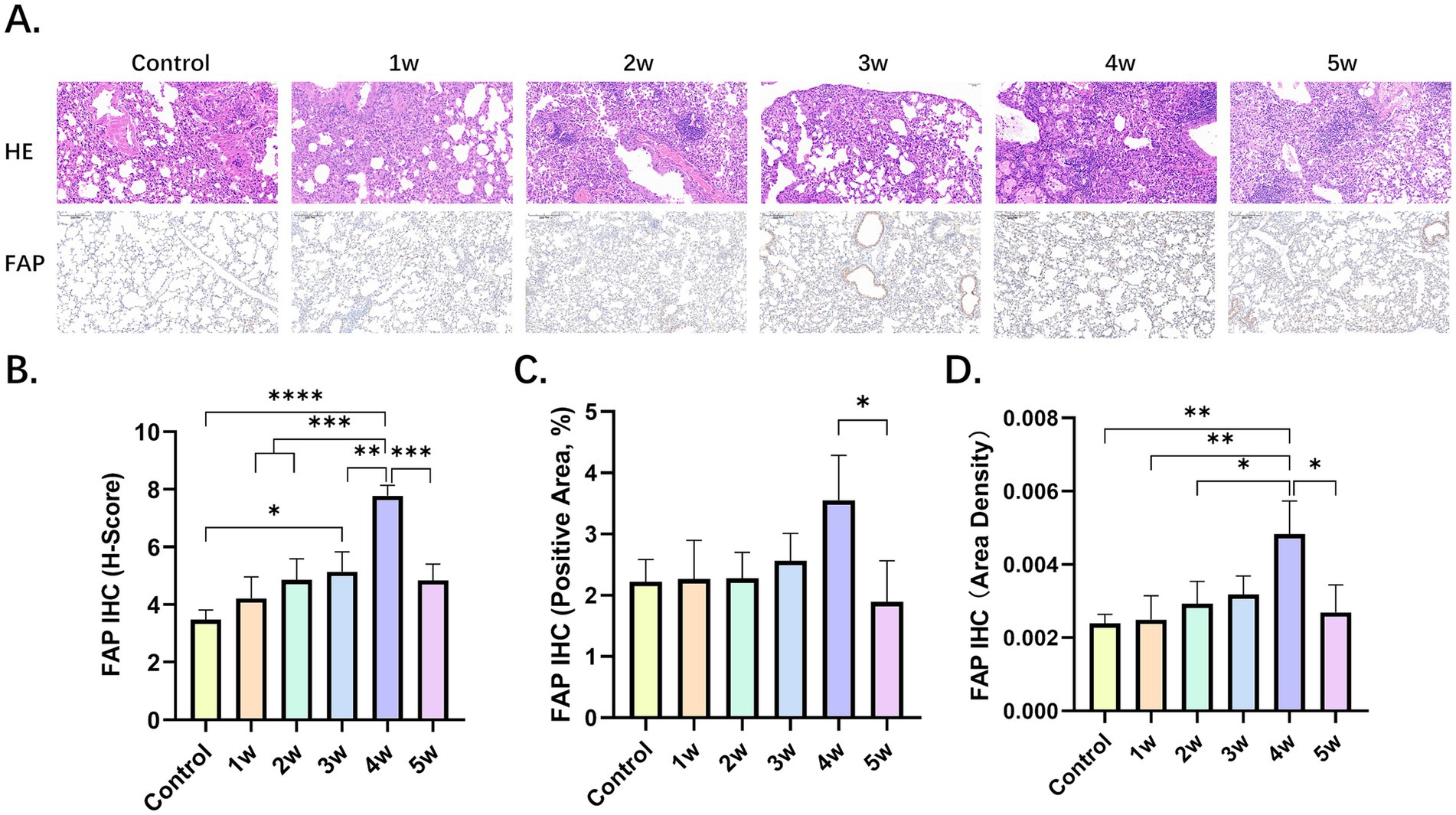 Panel A shows histological images of tissue samples stained with HE and FAP across control group and five time points: control, 1 week to 5 weeks. Panels B, C, and D contain bar graphs displaying FAP immunohistochemistry (IHC) measures. Panel B shows the H-Score, Panel C the positive area percentage, and Panel D the area density. Statistical significance is indicated with asterisks, showing differences between control and other time points.