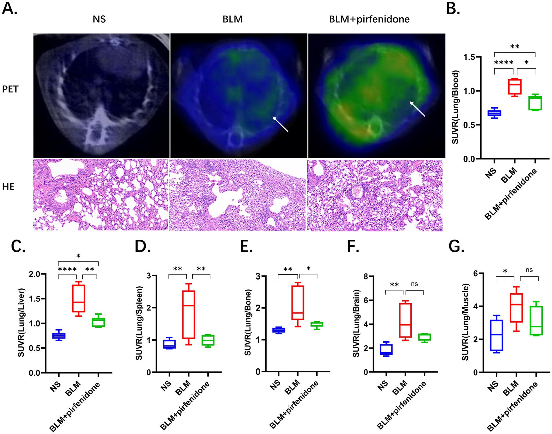 PET and HE images in panel A show lung changes across three groups: NS, BLM, and BLM plus pirfenidone. Arrows indicate areas of concern in BLM images. Panel B shows a bar chart of SUVR (Lung/Blood) with statistical significance indicated as stars. Panels C to G present box plots comparing SUVR ratios for lung to liver, spleen, brain, and muscle across the groups, with significance noted for various comparisons.