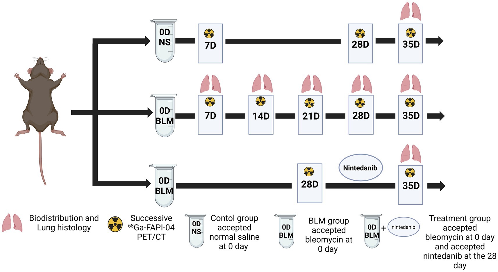 Diagram illustrating a research study involving mice. Three groups are shown: control receiving normal saline on day zero, BLM group receiving bleomycin on day zero, and treatment group receiving bleomycin on day zero and nintedanib on day twenty-eight. Biodistribution, lung histology, and PET/CT scans are conducted at various intervals: seven, fourteen, twenty-one, twenty-eight, and thirty-five days. Arrows indicate the timeline progression for each group.