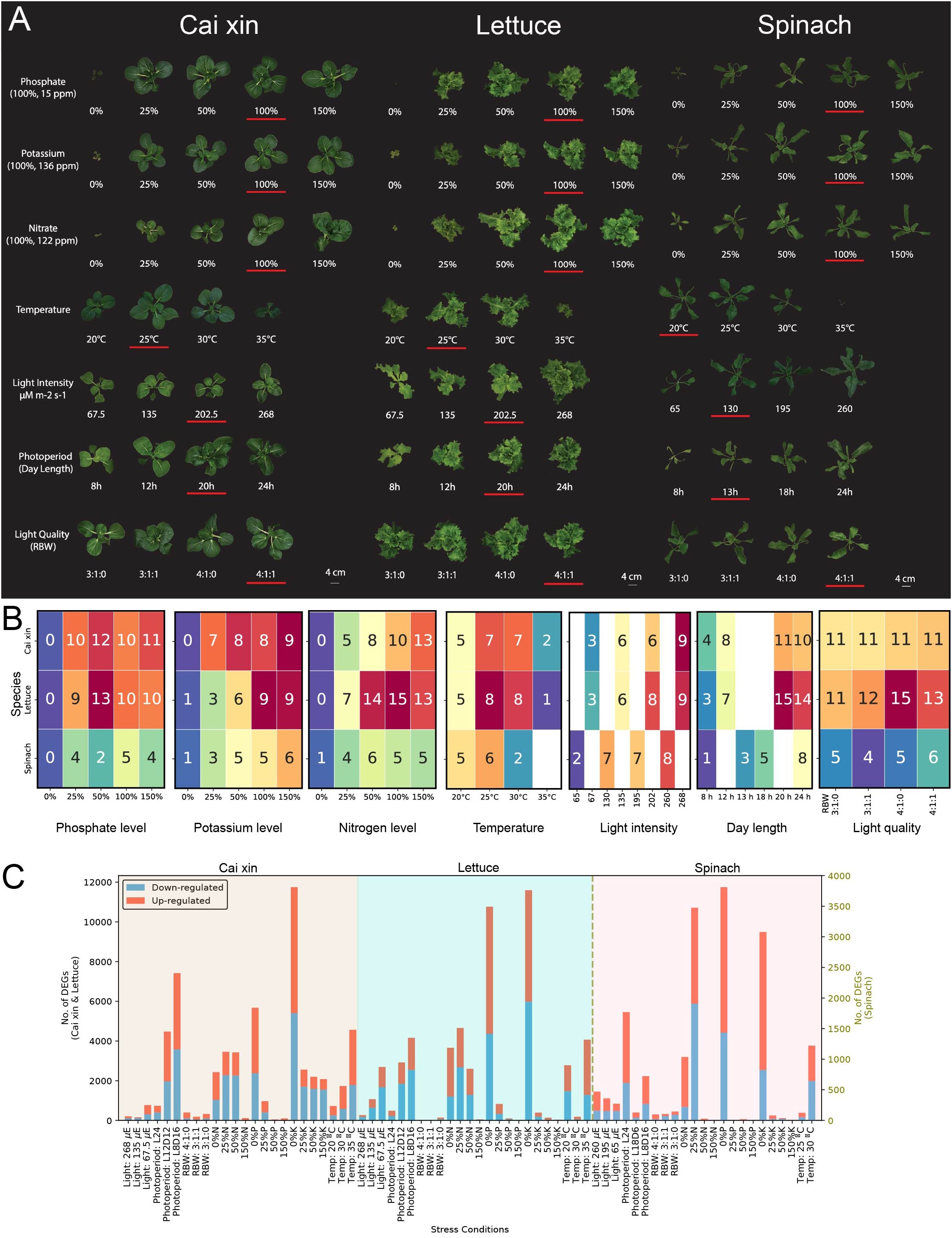 Diagram showing effects of various stress conditions on three plant species: Cai xin, lettuce, and spinach. Part A displays plant images under different conditions like phosphate, potassium, nitrate levels, temperature, light intensity, photoperiod, and light quality. Part B shows a color-coded heatmap scoring these conditions. Part C features a bar graph indicating the number of differentially expressed genes, divided into up-regulated and down-regulated categories, across the stress conditions for each plant species.
