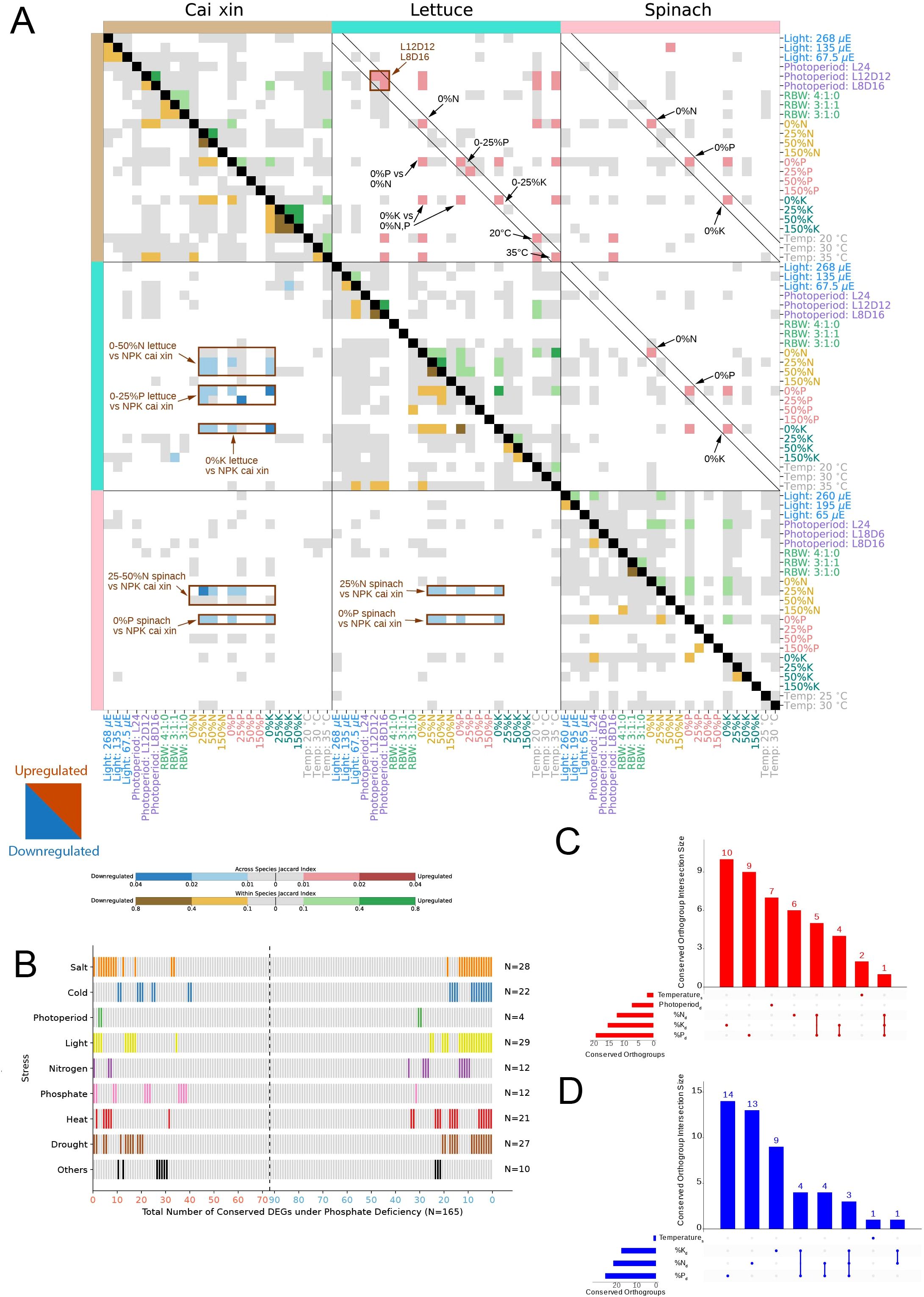 Complex infographic depicting gene expression analysis across three plant species: Cai Xin, Lettuce, and Spinach. Part A shows a heatmap with color codes for upregulated (red) and downregulated (blue) genes under various conditions like nitrogen and phosphate deficiency. Part B is a bar chart illustrating conserved differentially expressed genes (DEGs) across stresses, with categories such as salt, cold, and light. Part C and D are bar charts showing conserved orthogroups interacting with specific stress sets, highlighted in red for upregulation and blue for downregulation. Labels, axes, and color legends provide detailed context.