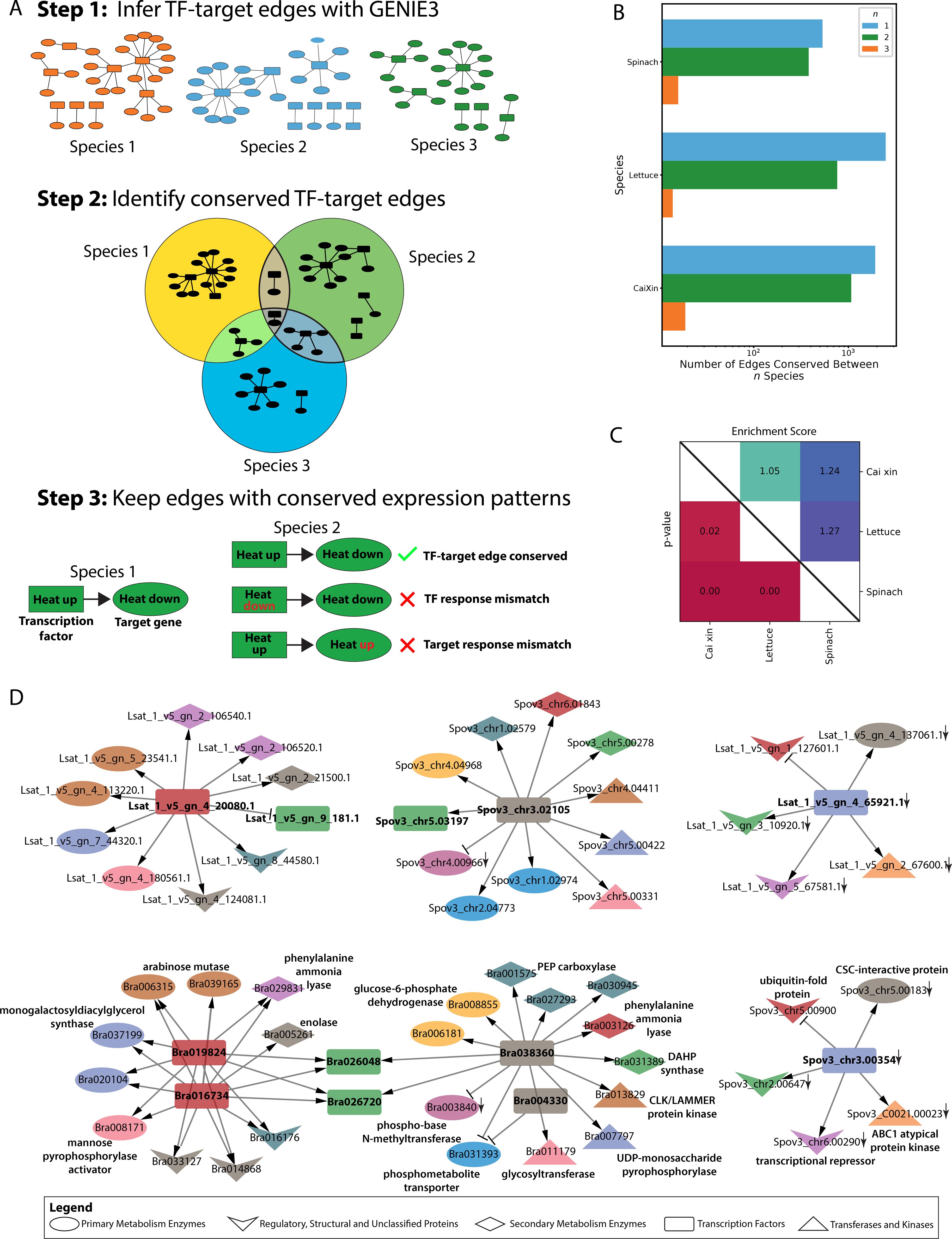Infographic detailing a process for identifying conserved TF-target edges in three species using GENIE3. Panel A shows network diagrams for each species, and a Venn diagram illustrates conserved edges. Panel B is a bar chart comparing the number of conserved edges across species. Panel C is a heatmap displaying enrichment scores and p-values for species interactions. Panel D presents complex network diagrams with nodes representing enzymes and proteins, categorized by function. A legend explains node shapes and colors.