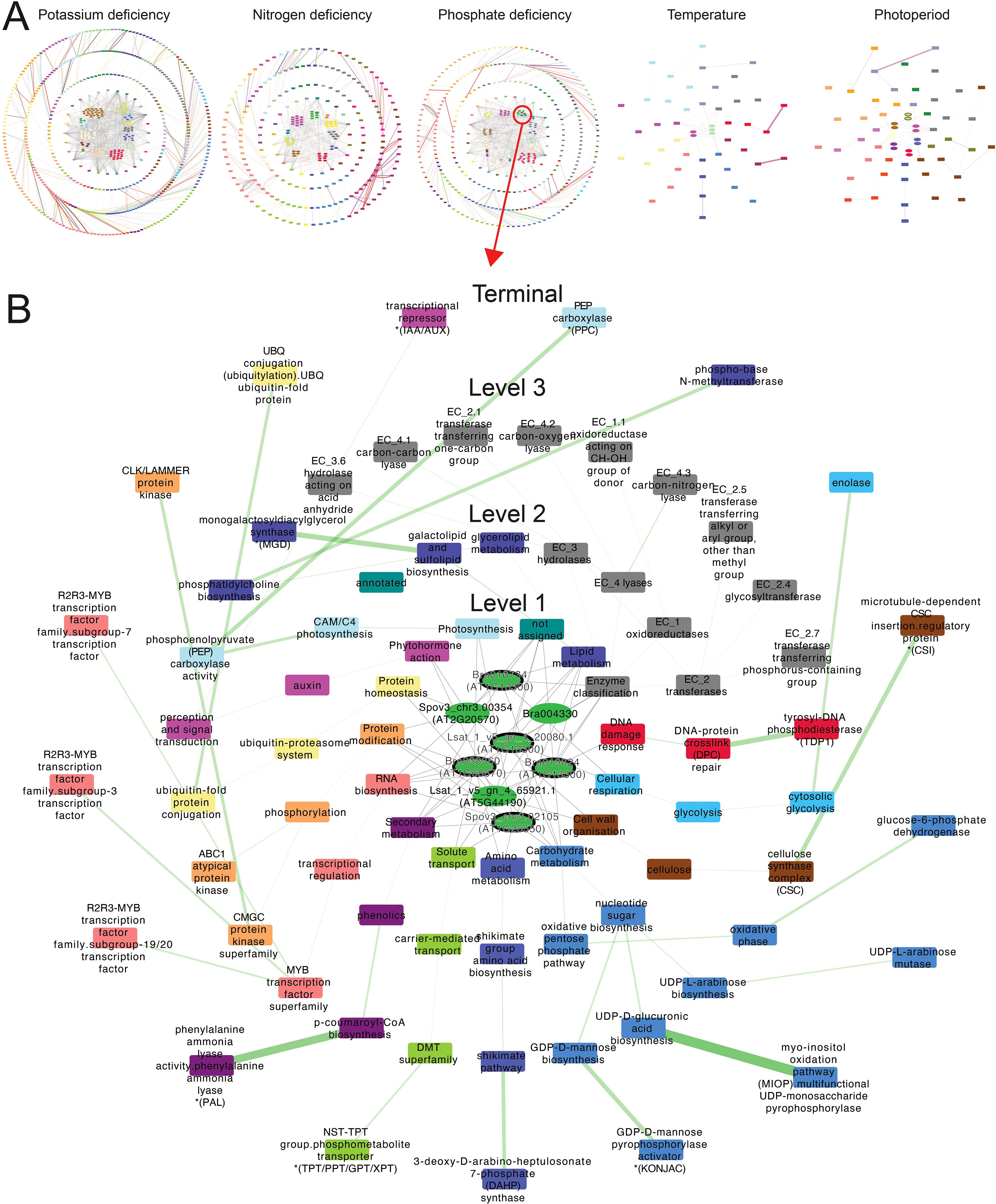 Diagram displaying two main sections. A) Circular network graphs illustrate responses to potassium, nitrogen, and phosphate deficiencies, temperature, and photoperiod. B) A hierarchical network map outlines gene interactions, split into Levels 1, 2, and 3, with emphasis on transcriptional repressors, photosynthesis, and lipid metabolism, ending at a terminal node. Each node is color-coded for different biological processes.