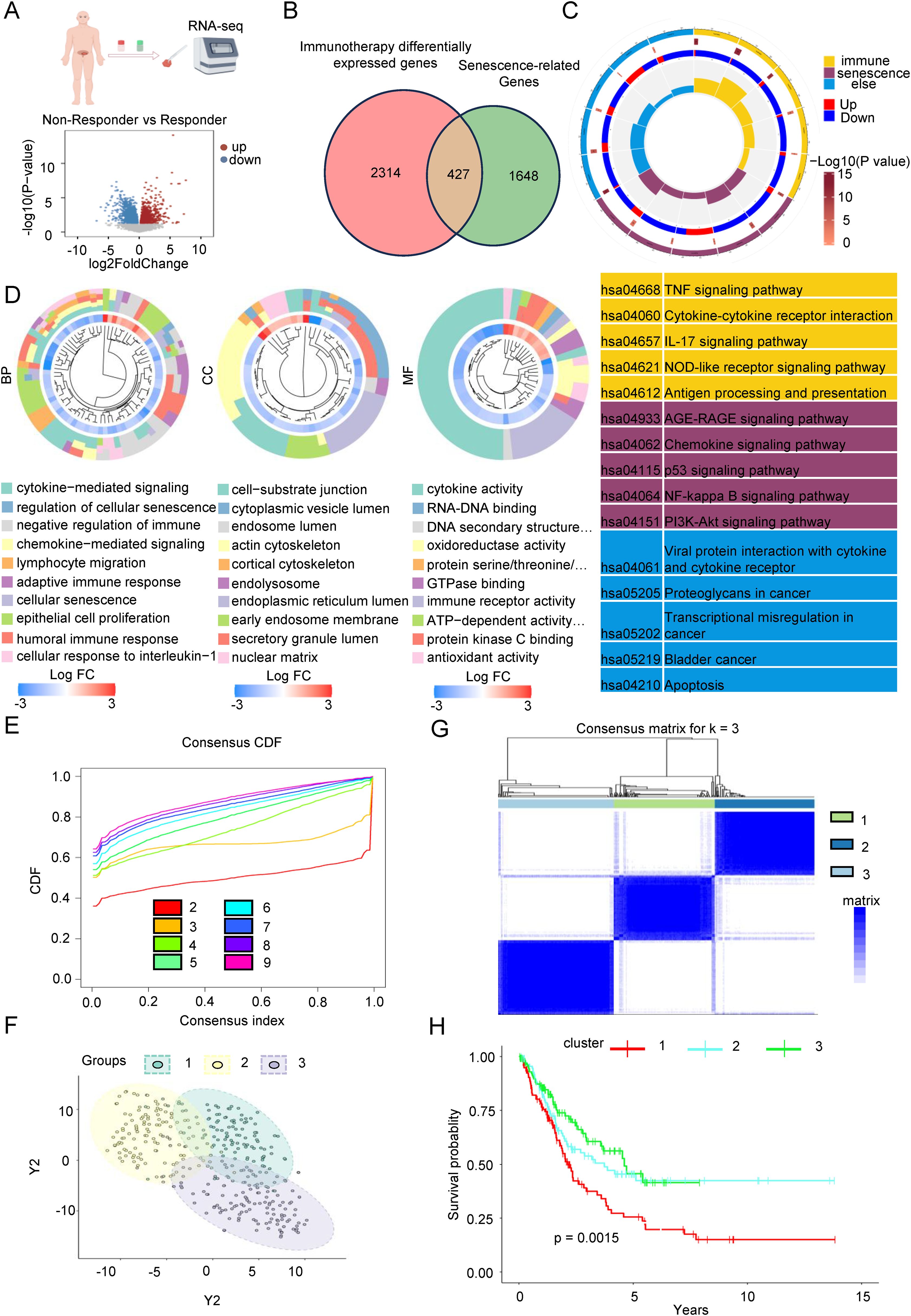 Diagram illustrating immunotherapy research findings with multiple panels: A. Diagram showing RNA sequencing process comparing responders and non-responders, with volcano plot indicating gene expression changes. B. Venn diagram showing overlap between differentially expressed genes in immunotherapy and senescence-related genes. C. Circular visualization of pathways affected, with color-coded significance levels, and a related table listing key pathways. D. Three circular charts categorizing biological processes (BP), cellular components (CC), and molecular functions (MF) with color-coded expression changes. E. Consensus CDF plot displaying consensus index across different potential clusters. F. Scatter plot showing three distinct groups based on Y2 axis values. G. Heat map of consensus matrix for three clusters. H. Survival curve plot comparing clusters with different survival probabilities and statistical significance (p = 0.0015).