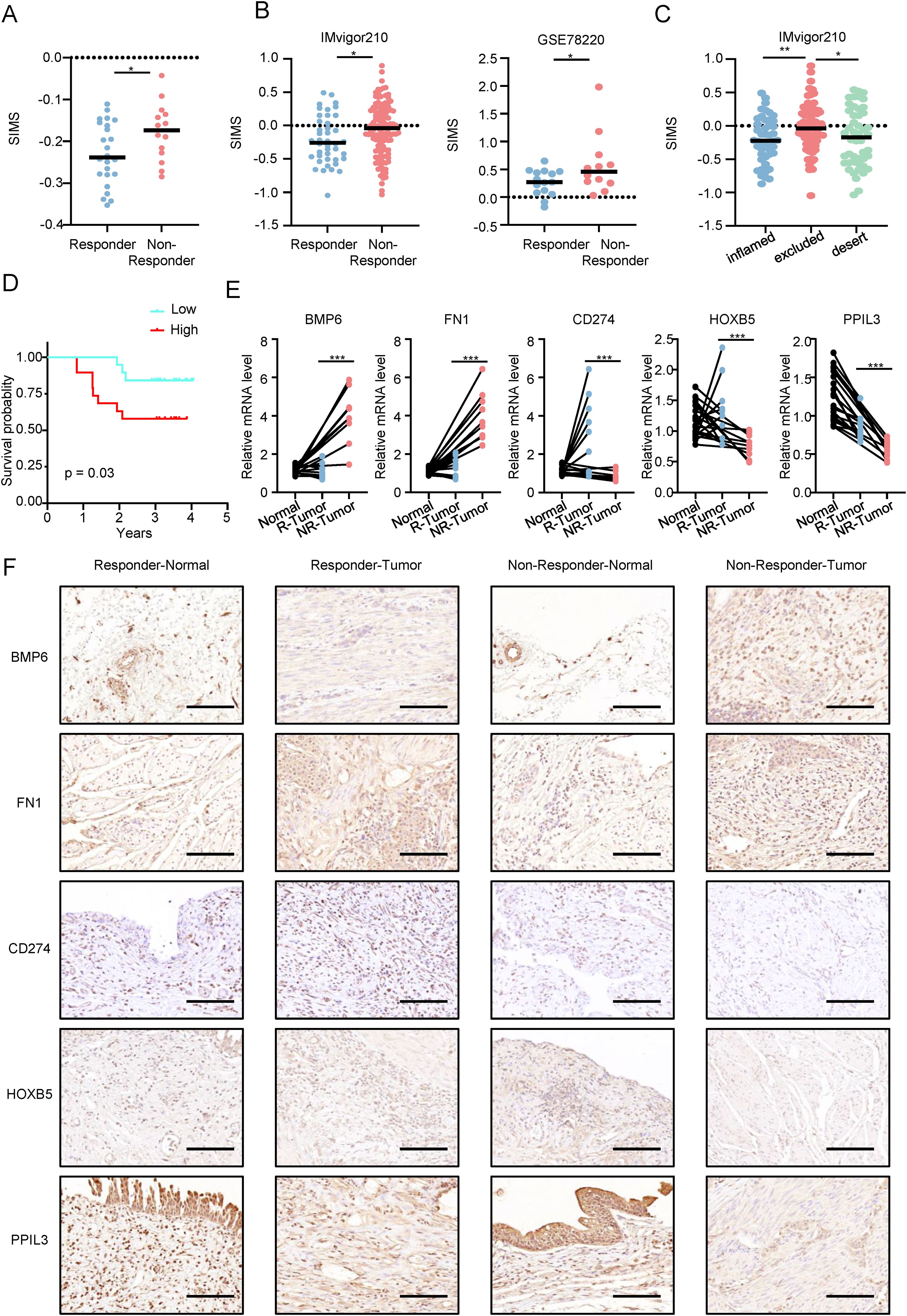 Graphs and images illustrate biomarker expression and survival analysis in cancer responders and non-responders. Charts A-C present SIMS scores across different cohorts. Graph D shows survival probability, highlighting significant differences between high and low groups. Chart E compares mRNA levels for BMP6, FN1, CD274, HOXB5, and PPIL3 in normal and tumor tissues of responders and non-responders. Panel F contains histological images showing protein expression in different tissue categories: Responder-Normal, Responder-Tumor, Non-Responder-Normal, and Non-Responder-Tumor. Statistical significance is marked by asterisks in relevant sections.