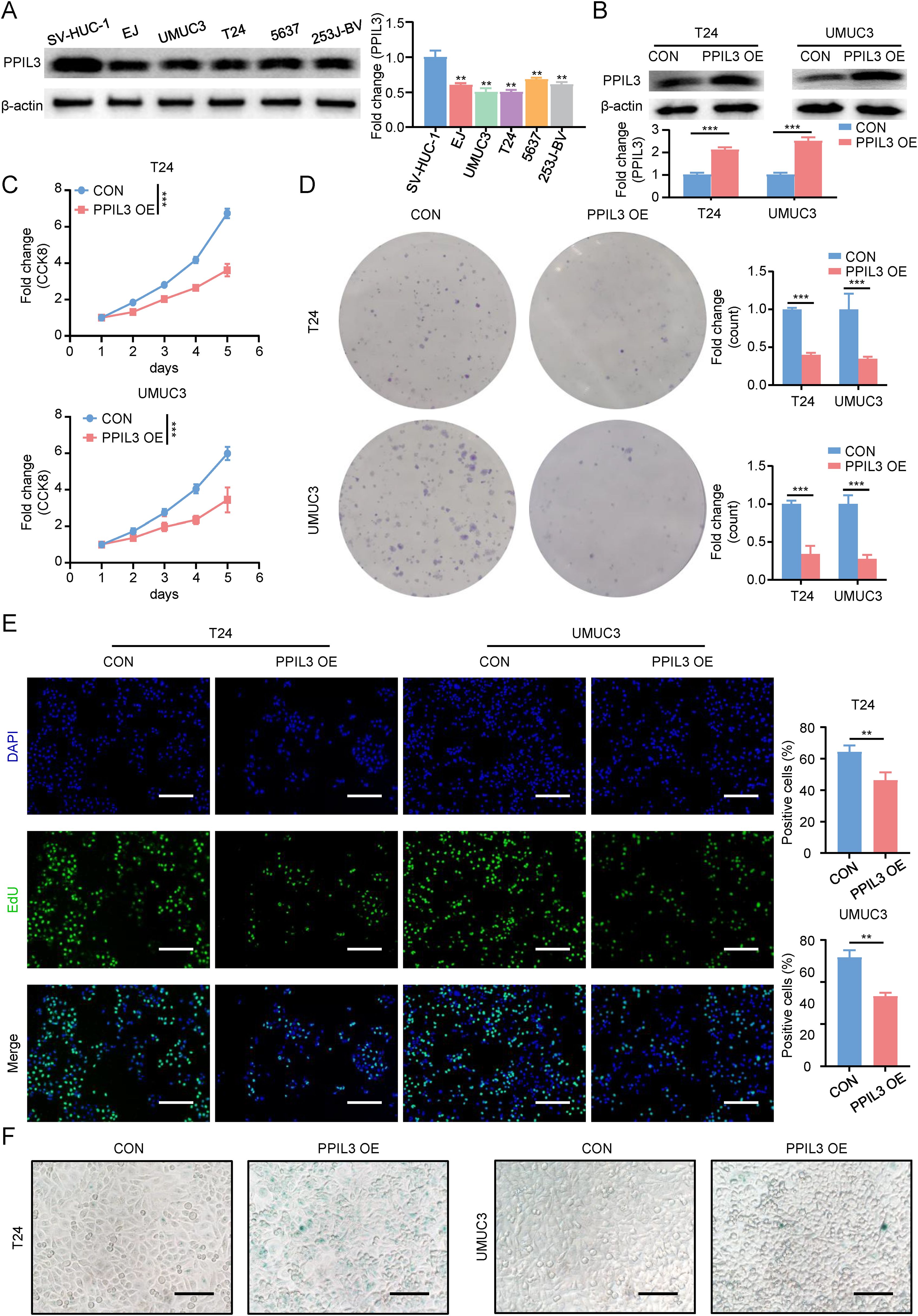 This image contains multiple panels presenting experimental data on PPIL3 expression and its effects. Panel A shows Western blots of PPIL3 expression in various cell lines and a bar graph of fold changes. Panel B includes blots and a bar graph comparing PPIL3 expression between control and overexpression (OE) in T24 and UMUC3 cells. Panel C features line graphs showing cell proliferation over six days for control and PPIL3 OE in T24 and UMUC3 cells. Panel D presents colony formation assays with accompanying bar graphs. Panel E displays fluorescence microscopy images of cells stained with DAPI and EdU, with corresponding bar graphs for positive cells. Panel F shows morphological images of T24 and UMUC3 cells in control and PPIL3 OE conditions.