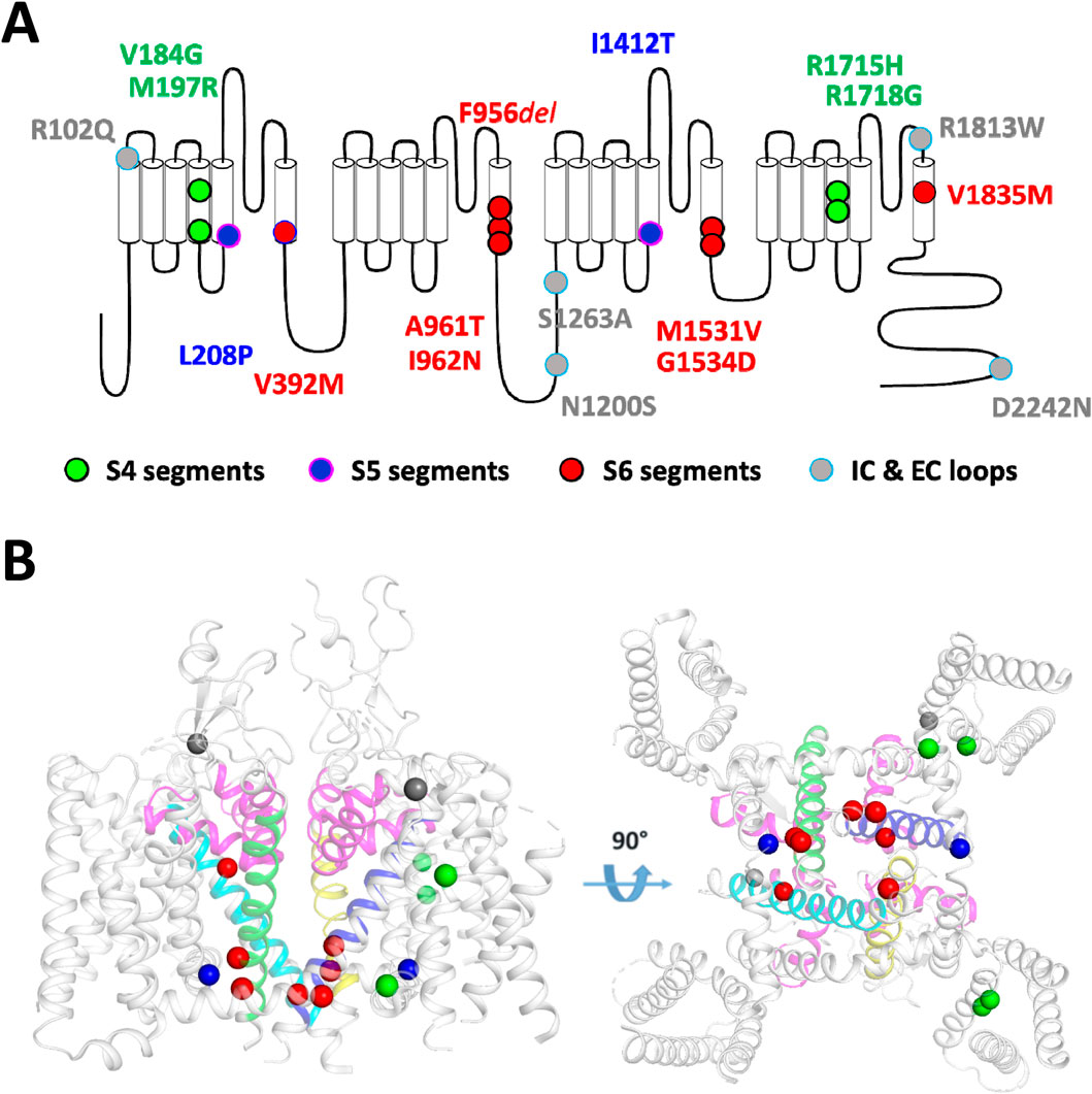 Diagram showing a protein structure with labeled segments and mutations. Image A illustrates a 2D schematic with green, magenta, red, and cyan circles indicating S4, S5, S6 segments, and IC & EC loops, respectively. Mutations are marked with varying colors and labels. Image B shows 3D protein structures with relevant segments in corresponding colors from two perspectives, including a 90-degree rotation. Red, green, and other colored spheres represent mutation sites.