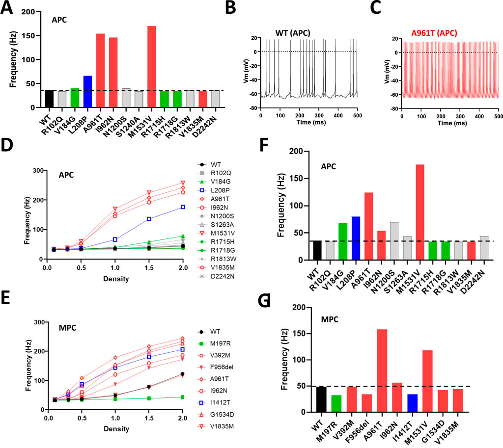 Panel of graphs illustrating frequency, time, and density data for different mutations. Panel A shows a bar graph with frequency data for various APC mutations. Panel B is a line graph of membrane potential over time for WT (APC). Panel C shows a similar graph for A961T (APC) mutation. Panel D depicts a line graph of frequency versus density for multiple APC mutations. Panel E presents frequency versus density for MPC mutations. Panel F is a bar graph of frequency data for APC mutations, and Panel G shows similar data for MPC mutations. Each mutation is color-coded across panels.