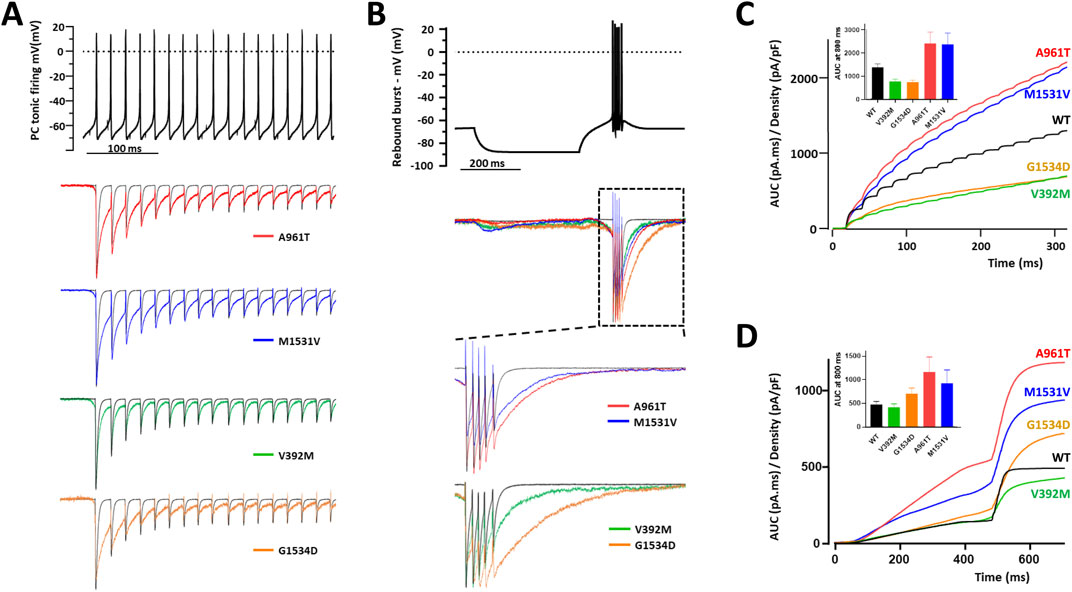 Panel A shows tonic firing traces in neurons with different genetic variants: A961T, M1531V, V392M, and G1534D. Panel B displays rebound burst firing with detailed traces for the same variants, highlighting differences. Panel C is a graph showing the area under the curve (AUC) over time for each mutation, with A961T and M1531V having higher AUC. Panel D illustrates a similar AUC graph at a different time scale, providing comparative data among variants. Insets in panels C and D show bar graphs summarizing AUC values at specific times.