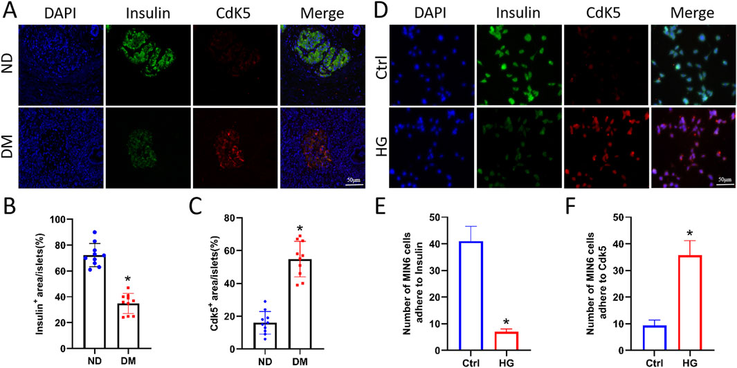 Panel A shows fluorescence images of pancreatic islets with DAPI, insulin, and CdK5 staining in non-diabetic (ND) and diabetic (DM) conditions. Panel B and C display bar graphs of insulin and CdK5 positive areas, indicating increased CdK5 and decreased insulin in DM. Panel D contains similar staining for control (Ctrl) and high glucose (HG) conditions. Panel E and F show bar graphs of the number of MIN6 cells adhering to insulin and CdK5, indicating decreased insulin and increased CdK5 adhesion in HG. Scale bars are 50 micrometers.