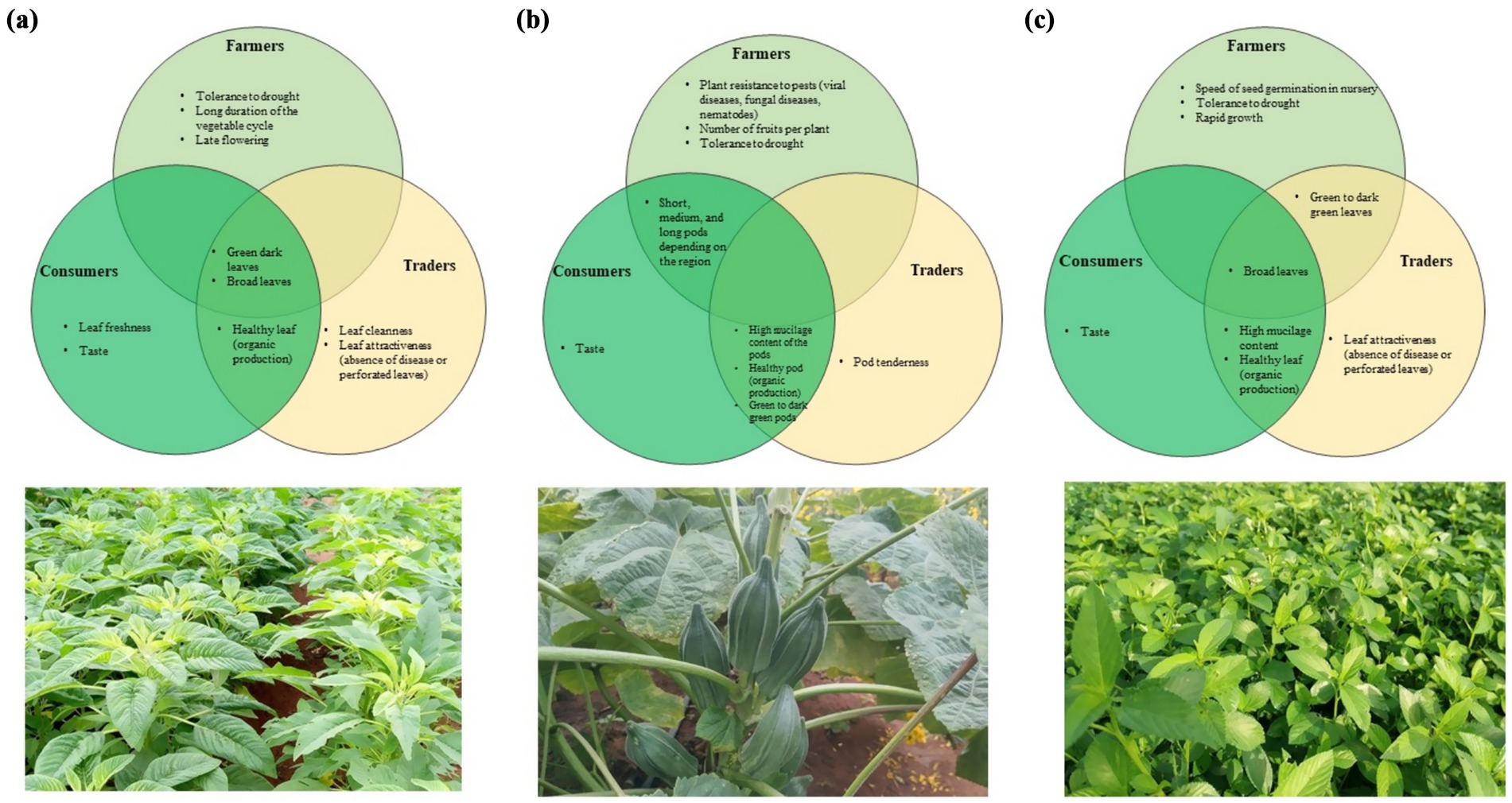 Three-part image showing Venn diagrams and plant photos. (a) Venn diagram for farmers, consumers, traders with amaranth plant below; focus on leaf traits like freshness and broadness. (b) Venn diagram for okra, highlighting pest resistance and pod features; okra plant photo beneath. (c) Venn diagram for another plant with focus on leaf and growth attributes, showing a leafy plant underneath. Each diagram highlights overlapping priorities among farmers, consumers, and traders.