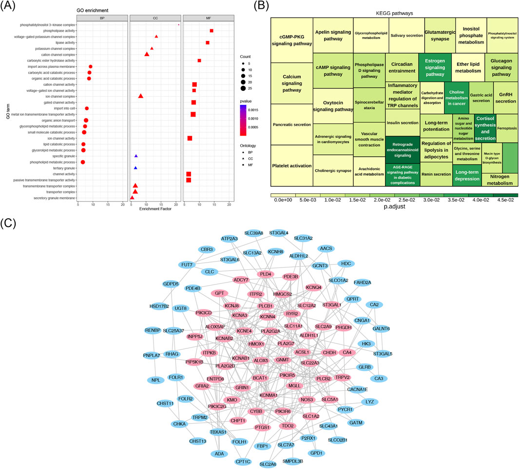Three-panel graphic depicting biological data analysis. Panel A shows GO enrichment dot and triangle plots, indicating various GO terms like