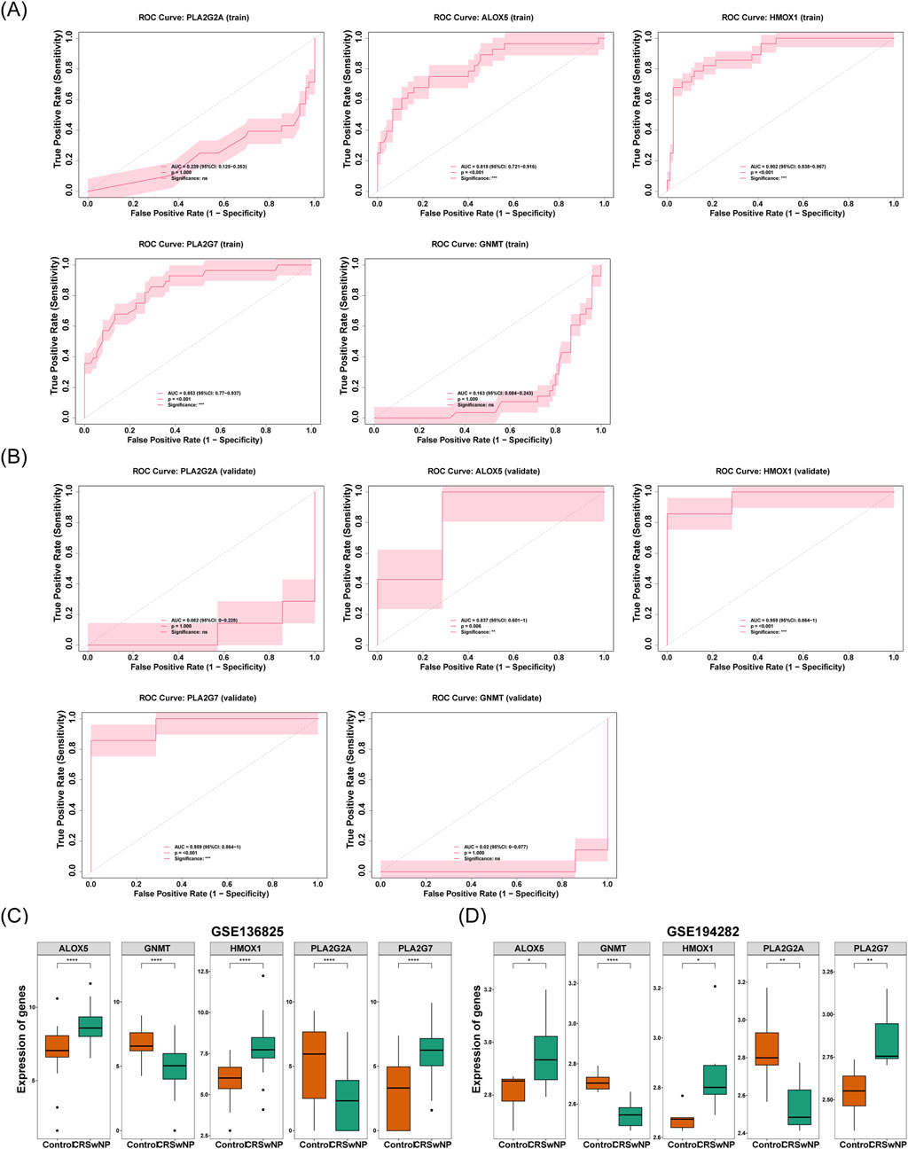 (A) Six ROC curves for PLA2G2A, ALOX5, HMOX1, PLA2G7, and GNMT, showcasing training data with varying AUC values. (B) Four ROC curves displaying validation data for the same genes. (C) Box plots for gene expression of ALOX5, GNMT, HMOX1, PLA2G2A, and PLA2G7 in dataset GSE136825, comparing Control and CRSwNP. (D) Similar box plots for dataset GSE194282. Plots indicate statistical significance with asterisks.