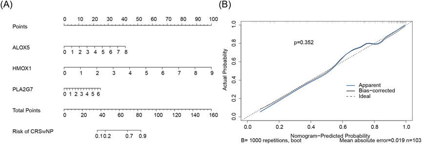 Panel A displays a nomogram for predicting the risk of CRSwNP based on points from three genes: ALOX5, HMOX1, and PLA2G7. Each gene has a corresponding scale for scoring. Panel B shows a calibration plot comparing actual versus predicted probability, with apparent, bias-corrected, and ideal lines; p-value is 0.352. The mean absolute error is 0.019 with n equals 103 samples.