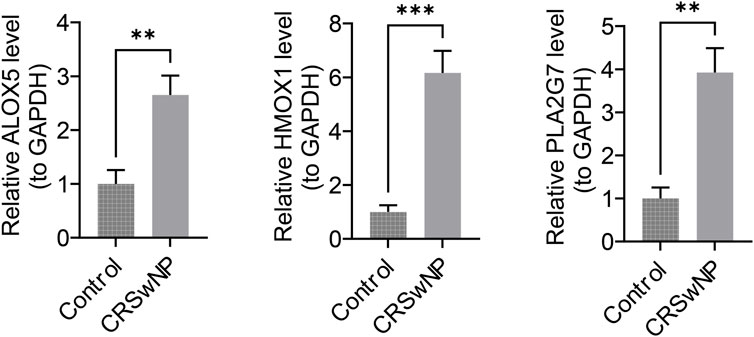 Bar graphs comparing relative expression levels of ALOX5, HMOX1, and PLA2G7 to GAPDH between control and CRSwNP groups. Each graph shows a significant increase in expression for the CRSwNP group compared to controls, indicated by stars: ALOX5 level (**), HMOX1 level (***), and PLA2G7 level (**). Error bars represent standard deviation.