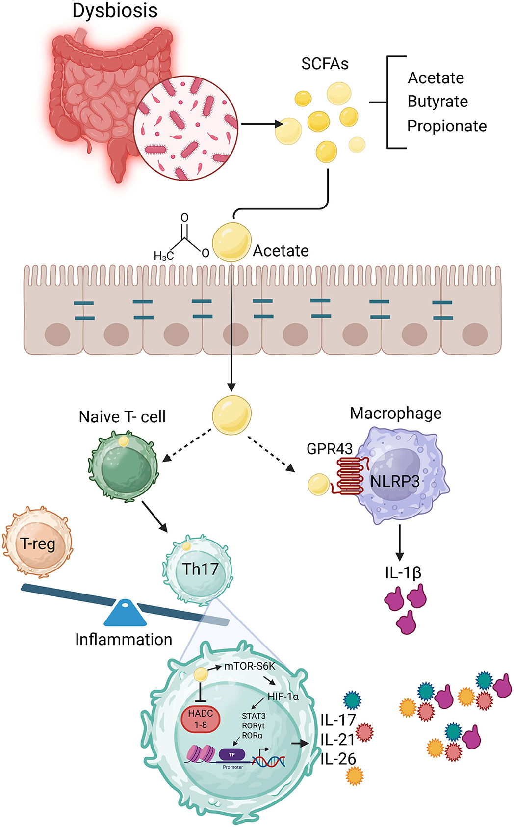 Illustration showing the process of dysbiosis in the gut. Dysbiosis leads to the production of short-chain fatty acids (SCFAs) like acetate, butyrate, and propionate. Acetate crosses the intestinal barrier, influencing naive T-cells and macrophages. Interaction with macrophages through GPR43 and NLRP3 triggers IL-1β production. Naive T-cells differentiate into T-reg or Th17 cells, affecting inflammation. The diagram highlights pathways involving mTOR-S6K, STAT3, and others, leading to the release of cytokines IL-17, IL-21, and IL-26, illustrating inflammatory responses.