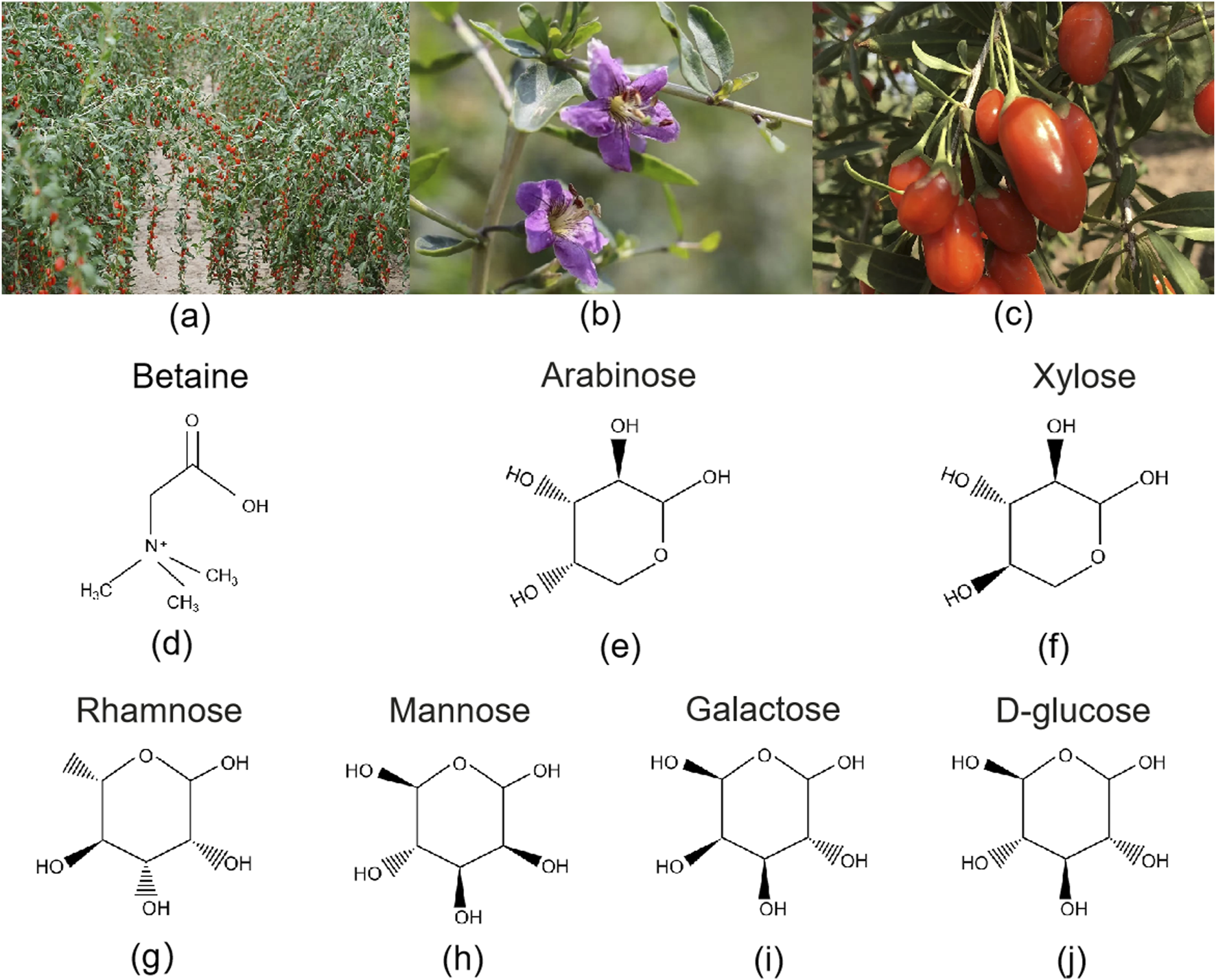 (a) Field with rows of plants bearing small red fruits. (b) Purple flower on a shrub. (c) Cluster of oval red fruits on a branch. (d) Chemical structure of Betaine. (e) Chemical structure of Arabinose. (f) Chemical structure of Xylose. (g) Chemical structure of Rhamnose. (h) Chemical structure of Mannose. (i) Chemical structure of Galactose. (j) Chemical structure of D-glucose.