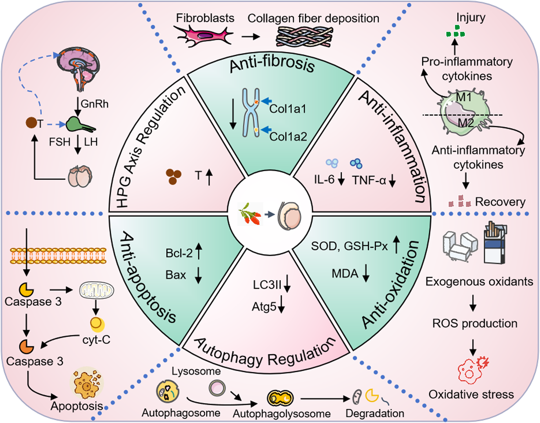 Diagram of biological processes divided into six sections: Anti-fibrosis, Anti-inflammation, Anti-oxidation, Autophagy Regulation, Anti-apoptosis, and HPG Axis Regulation. Key elements include fibroblast activity, macrophage cytokine response, oxidative stress mechanisms, autophagy stages, apoptosis pathways, and hormonal regulation involving GnRH, FSH, and LH. Arrows indicate interactions and effects, such as increased testosterone (T), reduced inflammation markers (IL-6, TNF-α), enhanced antioxidant enzymes (SOD, GSH-Px), apoptosis reduction, and fibrosis inhibition. Central motif shows a natural berry extract.