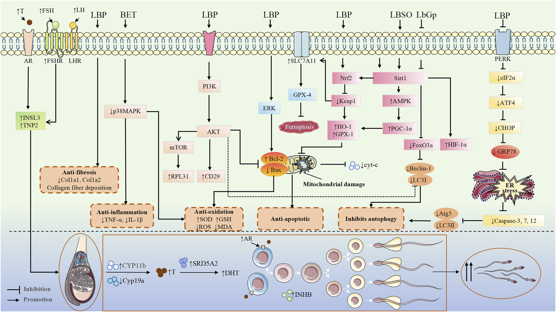 Diagram illustrating molecular pathways related to testicular function, including effects on anti-fibrosis, anti-inflammation, anti-oxidation, anti-apoptotic activity, and autophagy. It shows interactions between hormones, receptors, and proteins such as AR, FSHR, LHR, PI3K, AKT, and others. Arrows indicate inhibition or promotion, highlighting processes like mitochondrial damage, ER stress, and spermatogenesis.