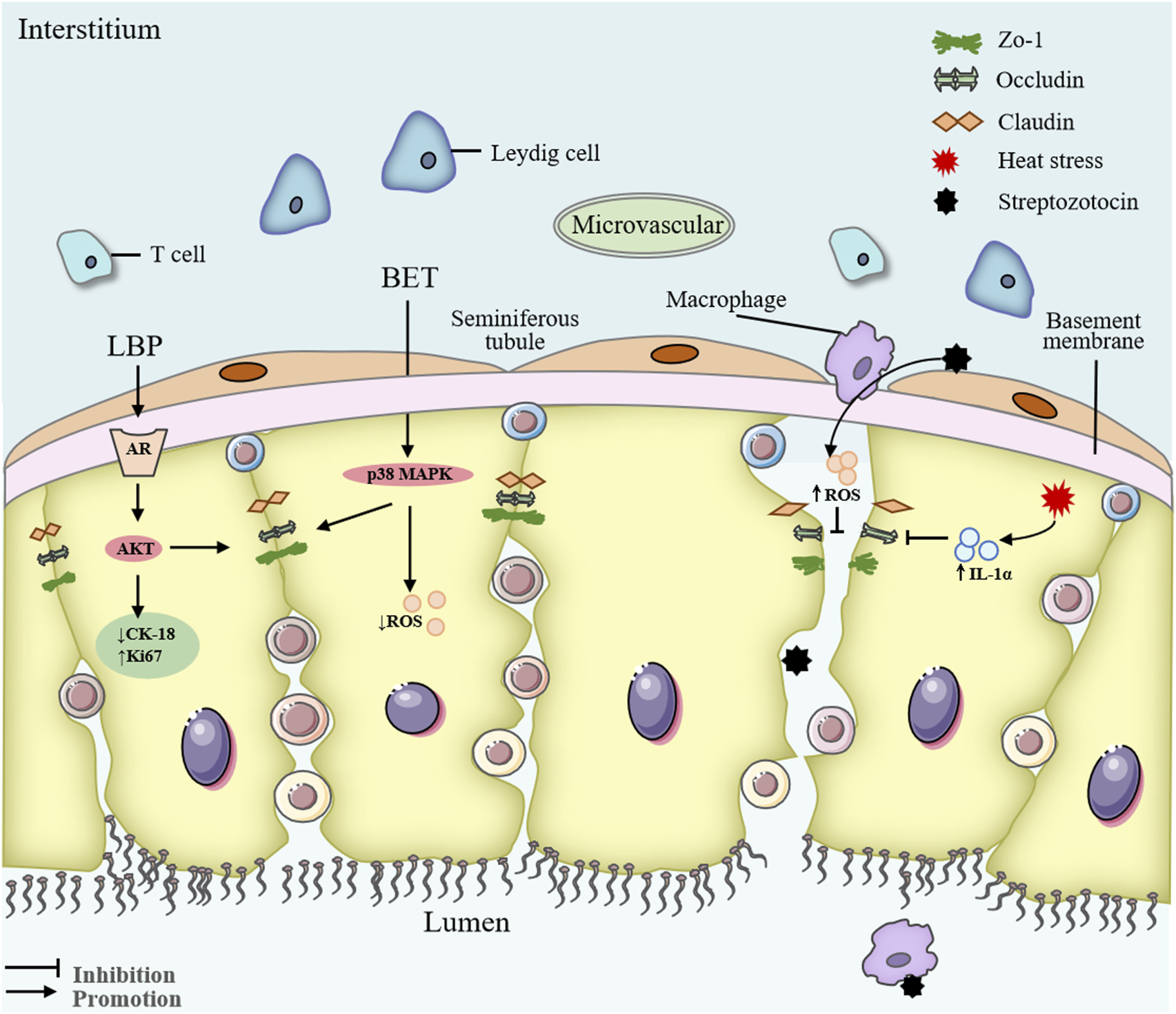 Diagram of a seminiferous tubule in the interstitium, showing Leydig cells, T cells, macrophages, and microvascular structures. Labels indicate pathways involving LBP, AR, AKT, p38 MAPK, ROS, and IL-1α. Symbols denote the presence of Zo-1, occludin, claudin, heat stress, and streptozotocin, depicting their effects on cellular processes. Indications of inhibition and promotion with arrows.