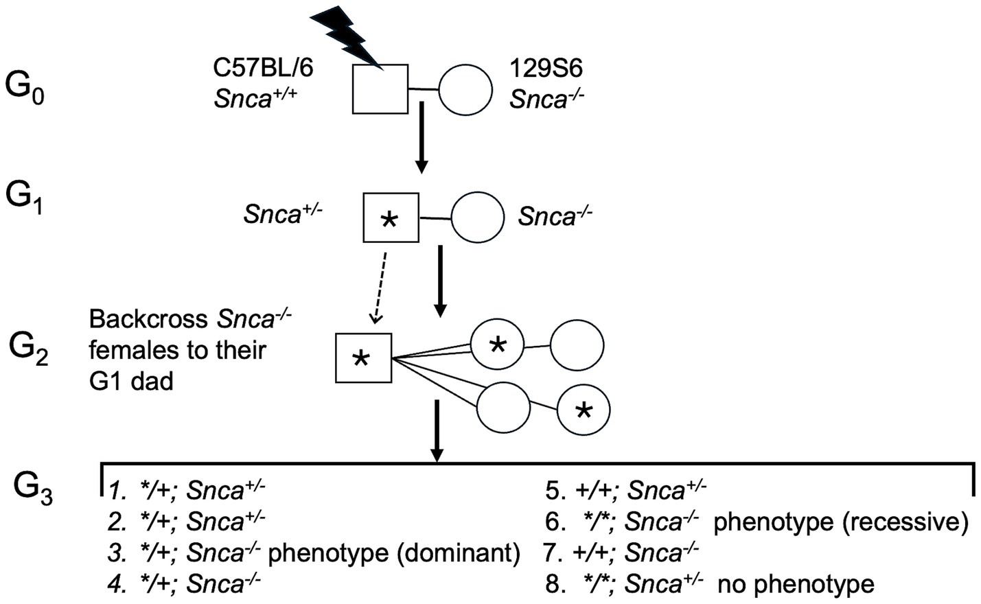 Diagram showing a genetic cross between C57BL/6 Snca+/+ and 129S6 Snca-/- mice. G0 generation parents produce G1 offspring with an Snca+/- genotype. G1 is then backcrossed to produce G2 Snca-/- females. G2 females are backcrossed to the G1 father, yielding diverse G3 genotypes, including various phenotypes: dominant, recessive, or none.