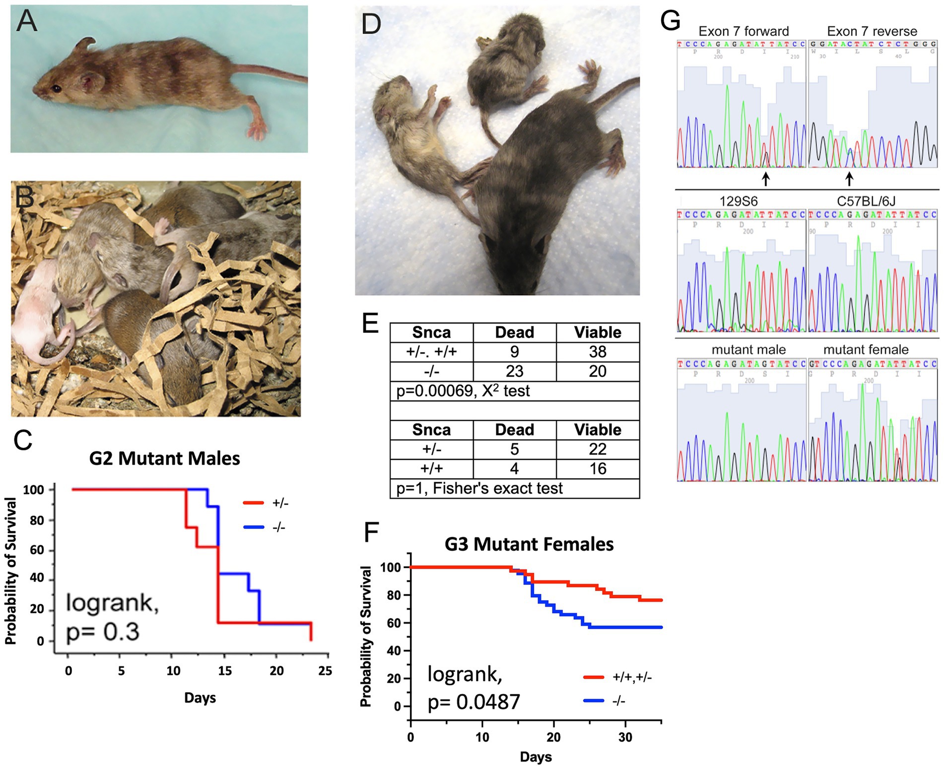 A composite image showing several aspects of a study on mice. Panel A features a single live mouse. Panel B shows a group of mice in bedding. Panel C presents a survival probability graph for G2 mutant males, with a logrank p-value of 0.3. Panel D displays two deceased mice. Panel E contains data tables showing viability statistics for mice with different genotypes and associated statistical tests. Panel F features a survival graph for G3 mutant females, with a logrank p-value of 0.0487. Panel G displays DNA sequence data focusing on exon 7 of the Snca gene.