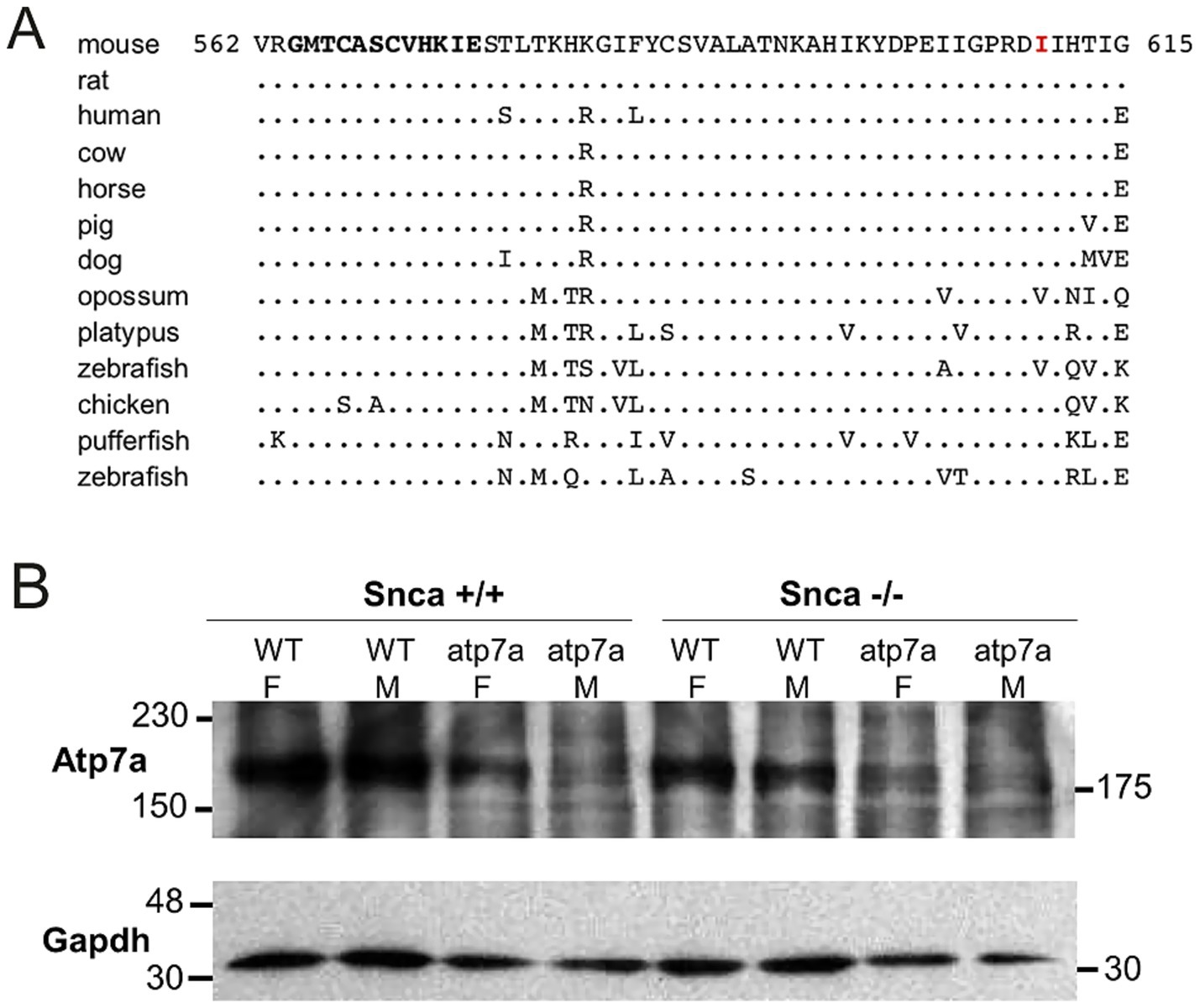 Panel A shows a protein sequence alignment from position 562 to 615, comparing mouse with other species like rat, human, cow, horse, pig, dog, opossum, platypus, zebrafish, chicken, and pufferfish. Differences are marked with dots and specific amino acids. Panel B displays a Western blot analysis for Atp7a and Gapdh, comparing wild type (WT) and atp7a in Snca positive and negative samples, with the blots separated into female (F) and male (M) groups. Molecular weights are indicated on the sides.
