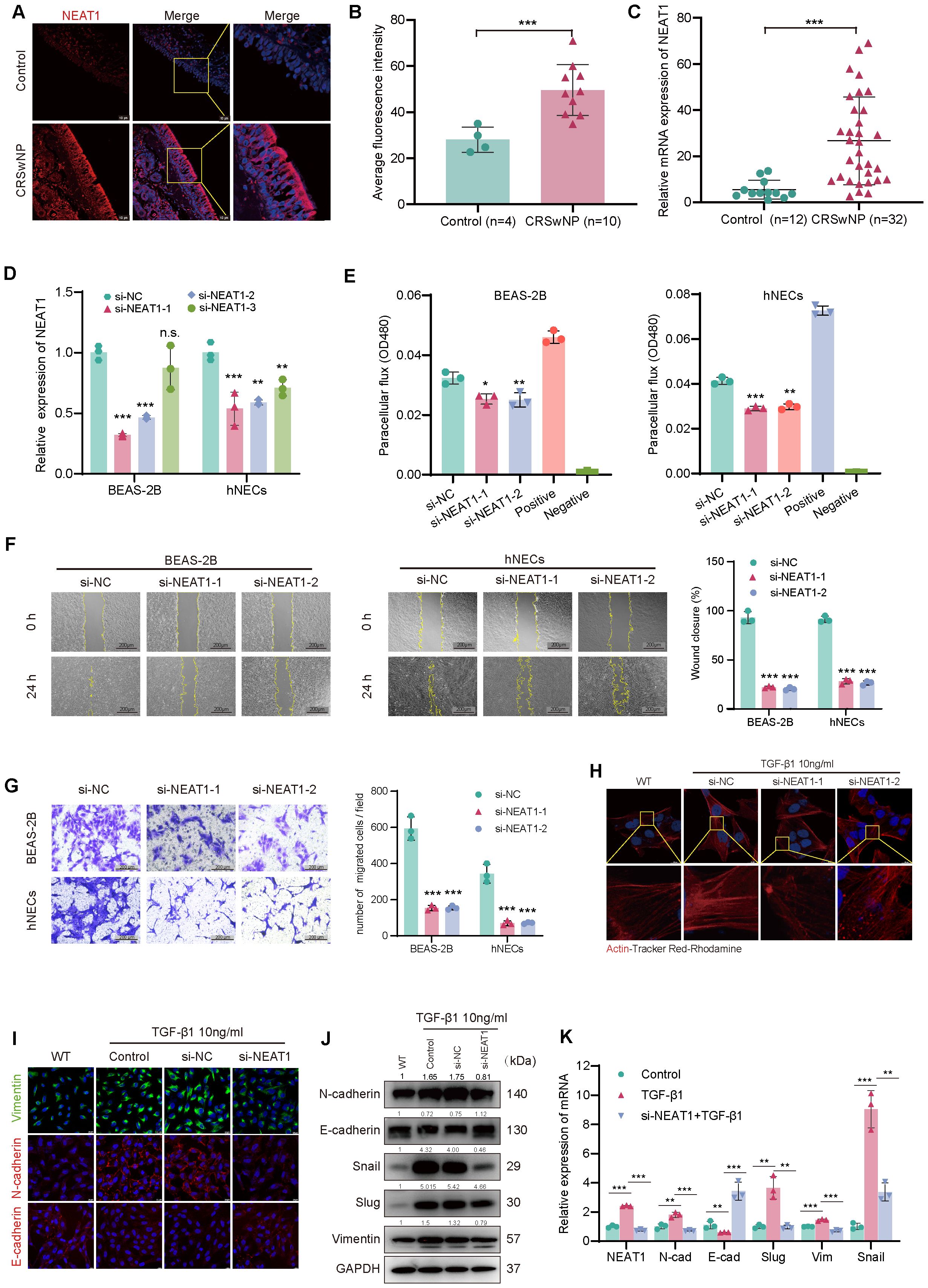 A series of scientific figures showing data from experiments related to NEAT1 expression and its effects. A: Immunofluorescence images show NEAT1 expression in control and CRSwNP tissues. B: A bar graph comparing average fluorescence intensity in control and CRSwNP samples. C: Bar graph of relative mRNA expression of NEAT1. D: Bar graphs show relative NEAT1 expression after siRNA treatment in BEAS-2B and hNECs cells. E: Bar graphs of paracellular flux in BEAS-2B and hNECs. F: Wound healing assay images with graphs showing wound closure percentages. G: Transwell migration assay images and graph showing migrated cell counts. H: Immunofluorescence images with actin staining under different conditions. I: Immunofluorescence images showing expression of vimentin and E-cadherin in various conditions. J: Western blot images illustrating protein expression levels. K: Bar graphs display relative mRNA expressions of various markers. Asterisks denote statistical significance.