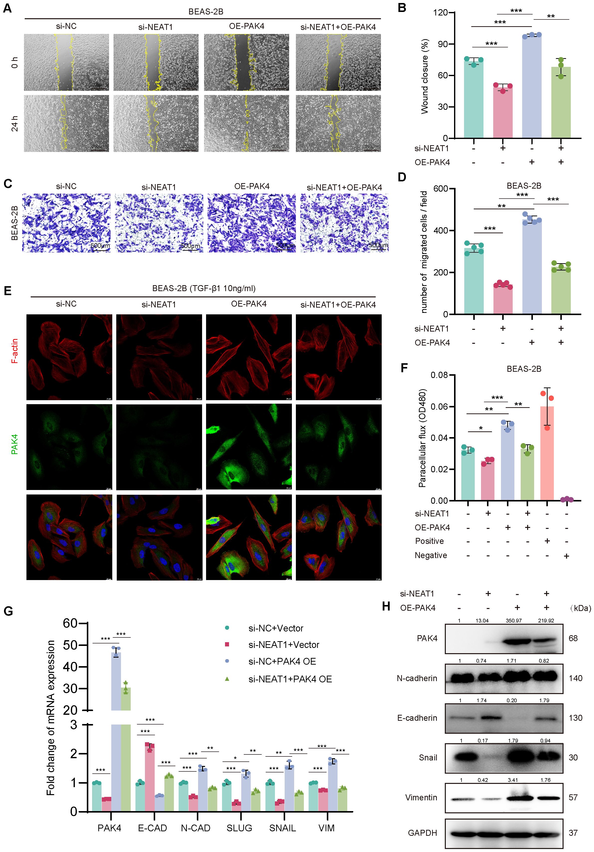 Composite image depicting various experimental results related to BEAS-2B cells: A) Wound healing assay images show cell migration at 0 and 24 hours under different treatments. B) Bar graph of wound closure percentages for each treatment. C) Transwell migration assay images comparing cell migration. D) Bar graph of migrated cell count per field for each treatment. E) Immunofluorescence images showing F-actin and PAK4 staining in cells. F) Bar graph of paracellular flux (OD 450) under different conditions. G) Bar graph of mRNA expression changes (PAK4, E-CAD, N-CAD, SLUG, SNAIL, VIM). H) Western blot analysis displaying protein levels under various treatments.