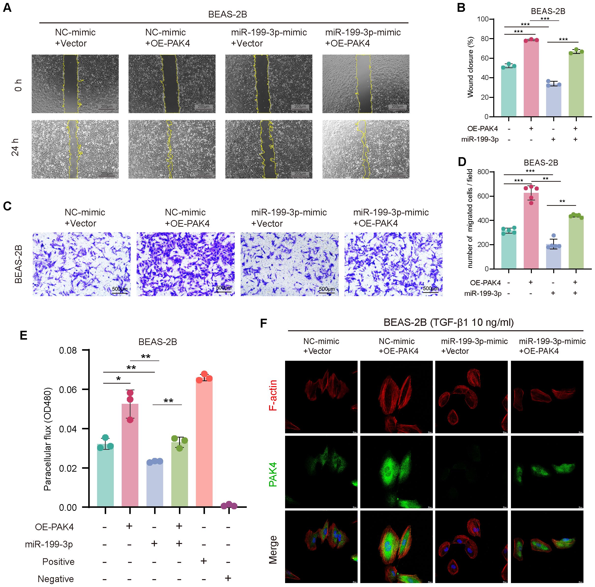 A set of scientific images illustrating experiments with BEAS-2B cells. (A) Shows wound healing assays at 0 and 24 hours with four treatment conditions. (B) Bar graph of wound closure percentage across treatments, indicating statistical significance. (C) Transwell migration assay images showing cell migration under different conditions. (D) Bar graph of the number of migrated cells per field, showing statistical analyses. (E) Bar graph of paracellular flux (OD480) with statistical significance marked. (F) Immunofluorescence images of cells stained for F-actin and PAK4, showing fluorescence localization and merging for different conditions.