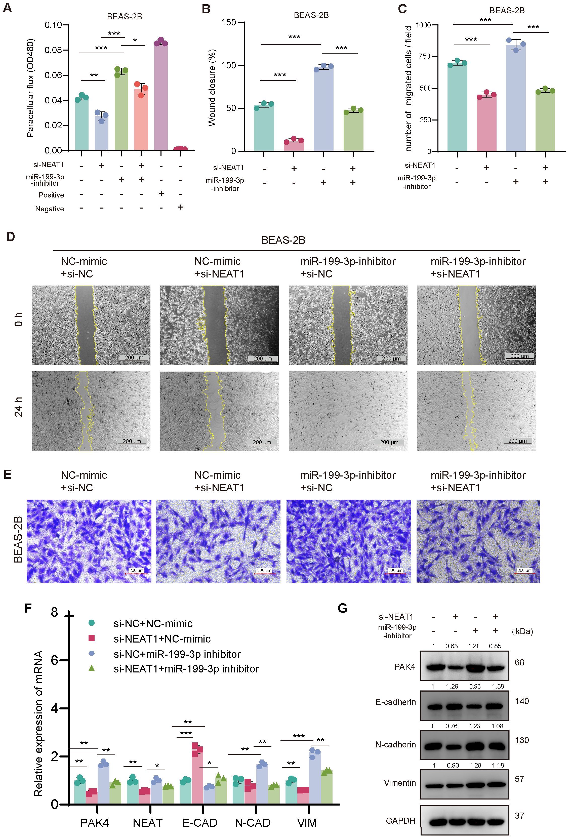 Graphs and images display the effects of si-NEAT1 and miR-199-3p on BEAS-2B cells. Panels A-C show changes in paracellular flux, wound closure, and migrated cells. Panel D illustrates wound healing at 0 and 24 hours. Panel E shows cell migration. Panel F displays mRNA expression levels of PAK4, NEAT, E-cadherin, N-cadherin, and vimentin. Panel G presents the protein expression of the same markers, with band images and molecular weights indicated. Significant differences are noted with asterisks indicating p-values.