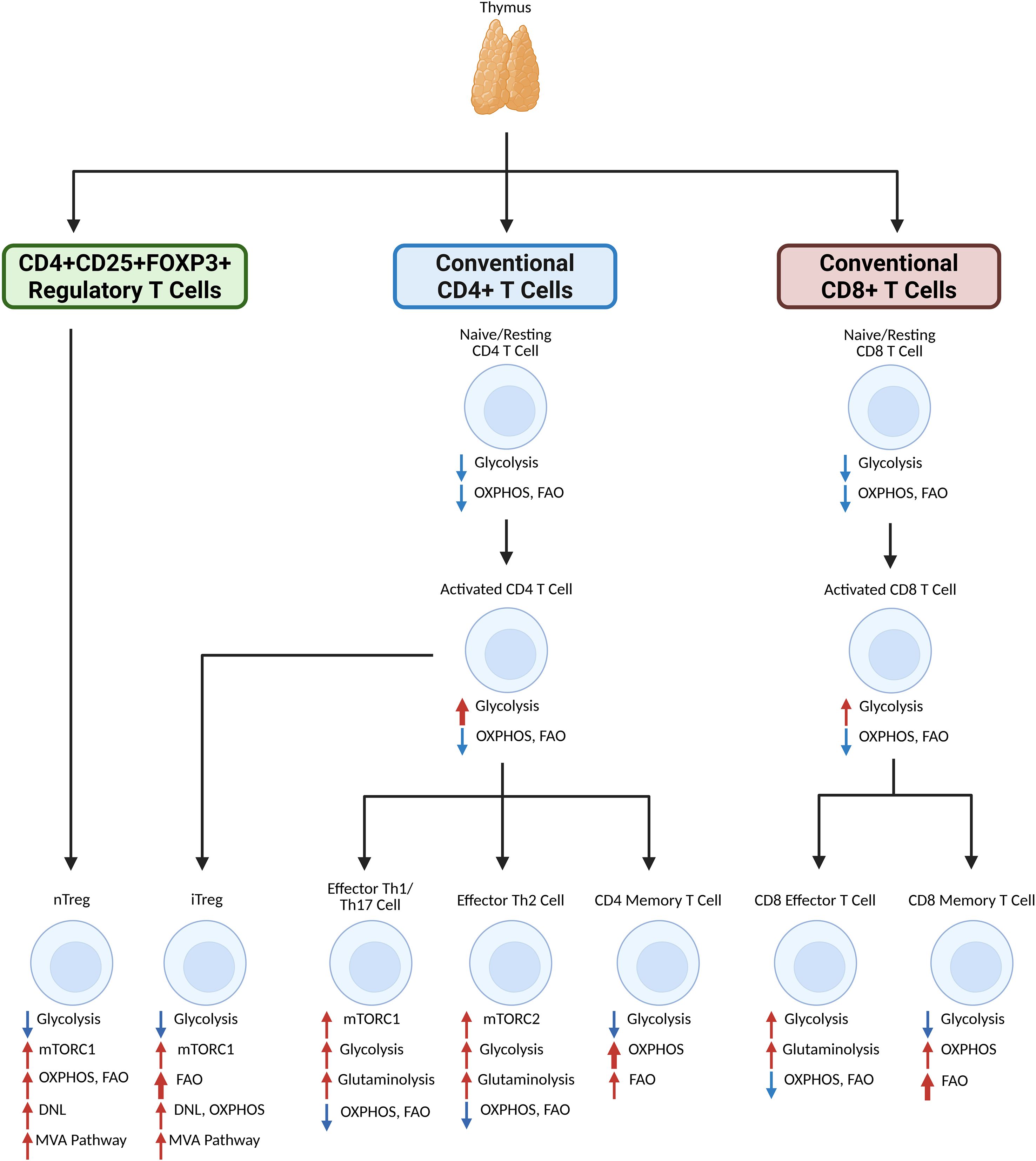Flowchart illustrating T cell differentiation and metabolism from the thymus. CD4+CD25+FOXP3+ regulatory T cells and conventional CD4+ and CD8+ T cells undergo various metabolic changes, including glycolysis, OXPHOS, and FAO. Subtypes nTreg, iTreg, Effector Th1/Th17, Th2, CD4 and CD8 memory T cells show further metabolic pathways such as mTORC1, mTORC2, and glutaminolysis. Arrows indicate increases or decreases in metabolic processes.